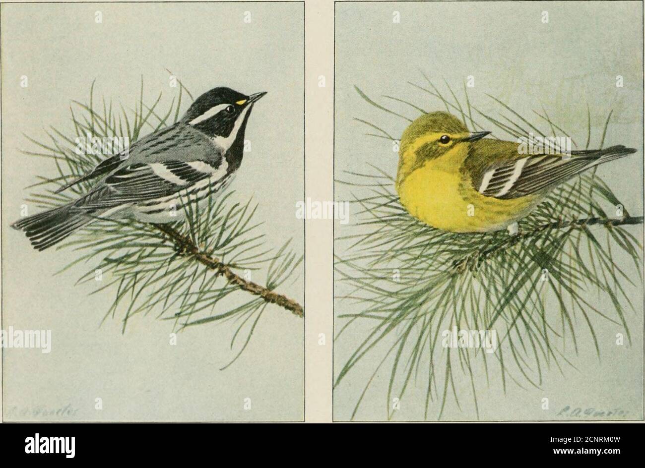 . The book of birds; common birds of town and country and American game birds . BAY-BREASTED WARBLER Male and Female BLACK-THROATED GREEN WARBLERMale and Female BLACK-THROATED GRAY WARBLER PINE WARBLER 92 Stock Photo
