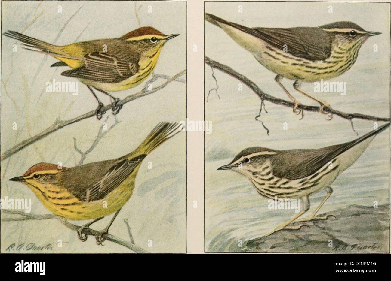 . The book of birds; common birds of town and country and American game birds . BAY-BREASTED WARBLER Male and Female BLACK-THROATED GREEN WARBLERMale and Female BLACK-THROATED GRAY WARBLER PINE WARBLER 92. Stock Photo