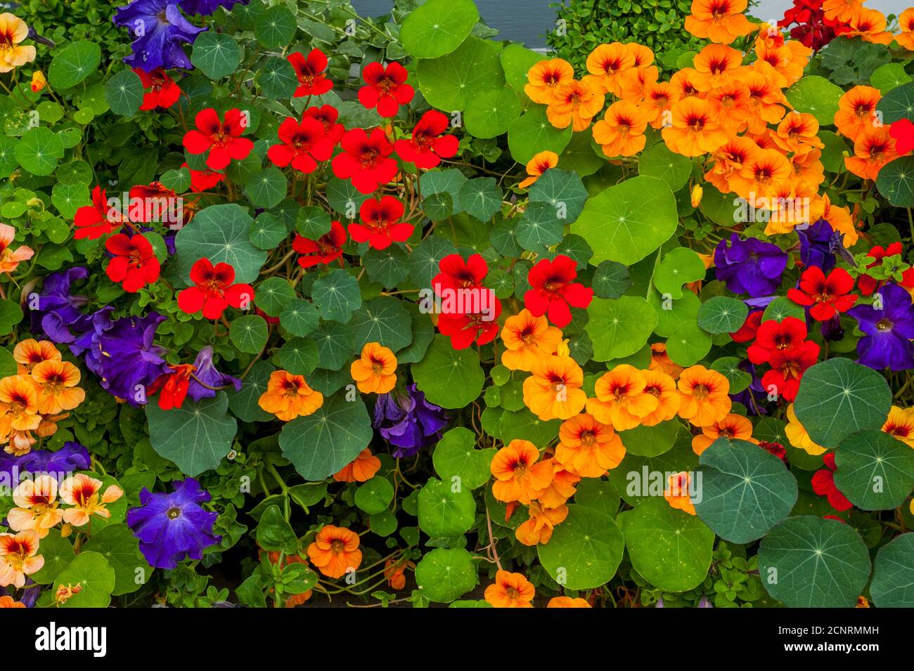 Flower containers with Nasturtiums and Petunias in front of shops in the historic town of La Conner in Washington State, United States. Stock Photo