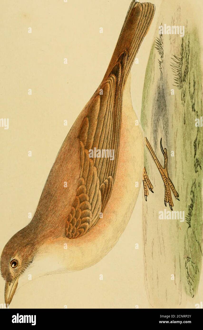 Lark Ii High Resolution Stock Photography And Images Alamy