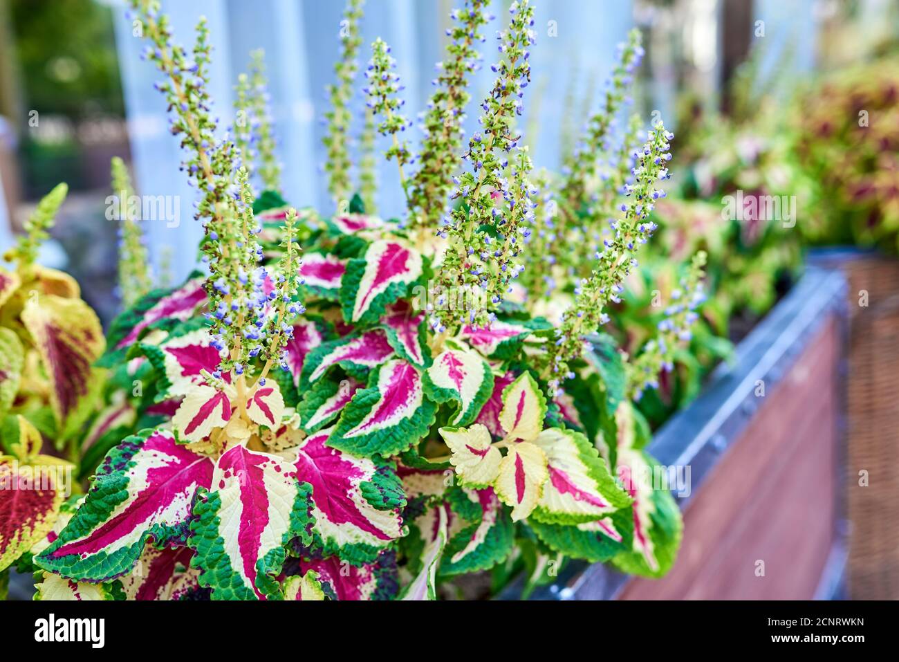 Coleus wizard rose (Solenostemon scutellarioides). Coleus has burgundy leaves with yellow and green edging and lilac inflorescence Stock Photo