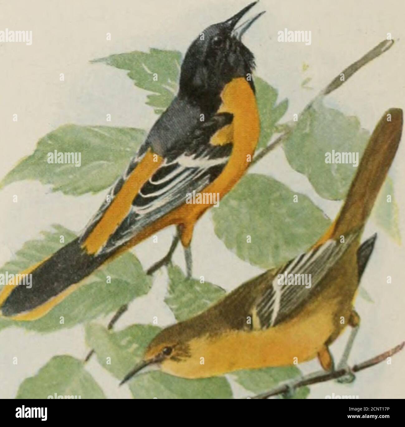 . The book of birds; common birds of town and country and American game birds . TOVVIIKK OR CllKW 1K Male, upper; female, lowerOrchard Oriolk Male, upper; female, Ujwer Calikorma liKow n Tow HitBaltimore Oriole Male, upper; female, lower 29 TREE SWALLOW (Iridoprocne bicolor) Length, about 6 inches. The steel blue upperparts and pure white under parts are distin-guishing characteristics. Range: Breeds from northwestern Alaskaand northern Canada south to southern Cali-fornia, Colorado, Kansas, Missouri, and ir-ginia; winters in central California, southernTexas and Gulf States, and south to (n Stock Photo