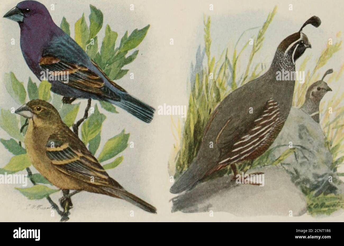 . The book of birds; common birds of town and country and American game birds . Vksper SparuowBlue Grosbkak Male, upper; female, lower Cardinal Male, upper; female, lowerCalhorma Quail 23 BREWERS BLACKBIRD (Euphaguscyanocephalus) Length, lo inclies. Its glossy purijlisli headdistinguishes it from other l)hicklHrds that donot show in fliglit a trougli-shapcd tail. Range : Breeds in the West, cast to Texas,Kansas, and Minnesota, and itorth to southernCanada: winters over most of the UnitedStates hrecding range, south to Guatemala. Habits and economic status: Very numerousin the West and in fall Stock Photo