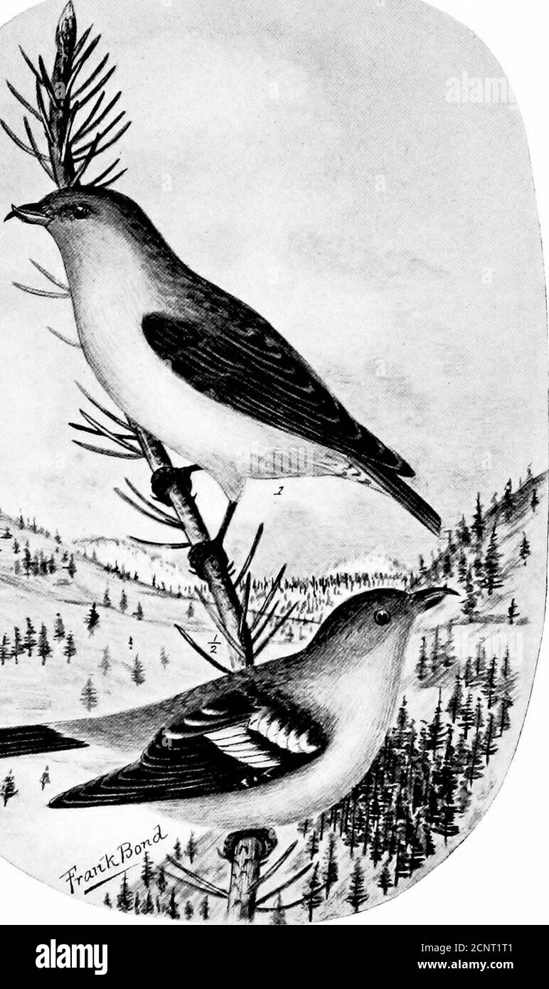 . The birds of Wyoming . 7. COCCOTHRAUSTES VESPERTINUS MONTANUS. Western Evening 6rosbeali.HABIA MELANOCEPHALA. Black-Headed Grosbeak.. r. iOA/^ CURVIROSTRA BENDIREI. Bendires CrossbillLOXIA LEUCOPTERA. White-uiinged Crossbill. The Birds of Wyoming. 119 518. Carpodacus cassini Baird. Cassins Purple Finch. Summer resident; but not common. Coues (Key to N.A. Birds, p. 347) has the following note on the distributionof this species: Rocky mountains of the United States andwestward, especially in the southern Rocky mountain region,as Utah, Nevada, Arizona and New Mexico; North to BritishColumbia; e Stock Photo