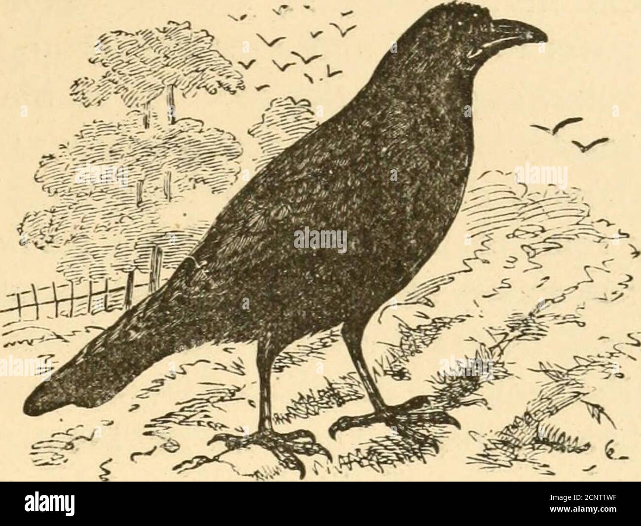 Rooks are very social birds and best scavengers