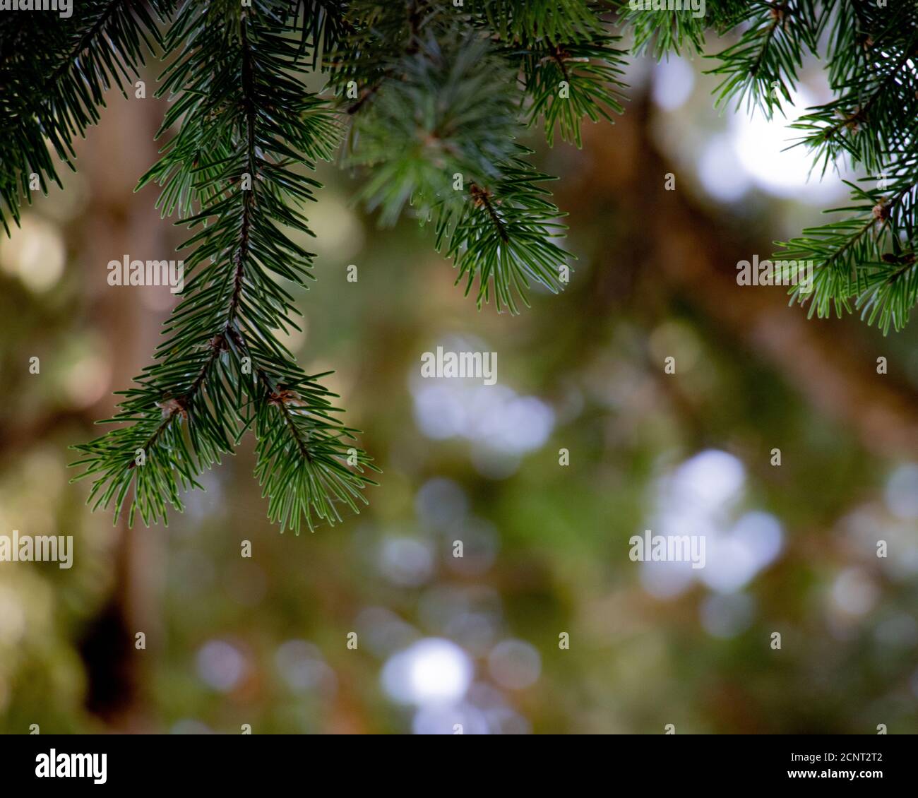 This is a close up shot of a pine tree Stock Photo - Alamy