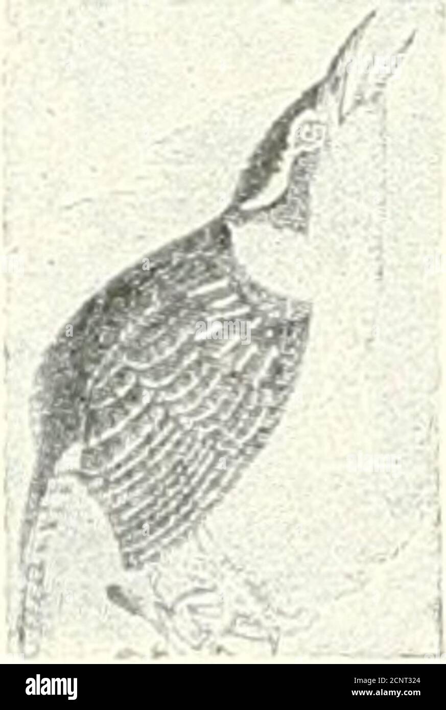 . The birds of eastern North America known to occur east of the nineteenth meridian .. . (4.) Bill, ns illustrated; back, brown or brown streaked; tail feathers, not sharp pointed; outer tail feathers, shortest; tarsus, scutellate; tirst primary, short.. Stock Photo