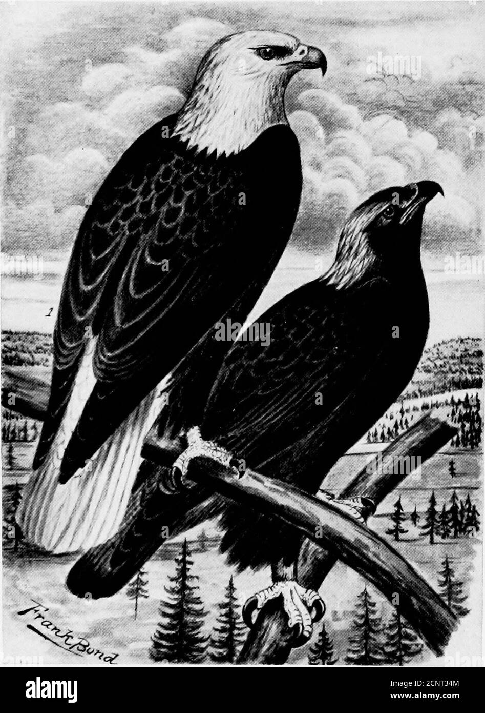. The birds of Wyoming . BUTEO SWAINSONI.Normal Plumage. Swainsons Hauik.2. Melanistic Plumage.. /. HALI/EETUS LEUCOCEPHALUS. Bald Eagle. AQUILA CHRVSAETOS. Golden Eagle. The Birds of Wyoming. 71 Birds of prey always strike their talons deeply intotheir quarry before carrying it off, unless they are interruptedat the moment they strike. It is possible that.some of thestories found in the older books, especially those rela.ting toEurope, may be true, but we know of no authentic instancewithin the past fifty years of Eagles attacking children. On page 96 of the same publication, Fisher refers to Stock Photo
