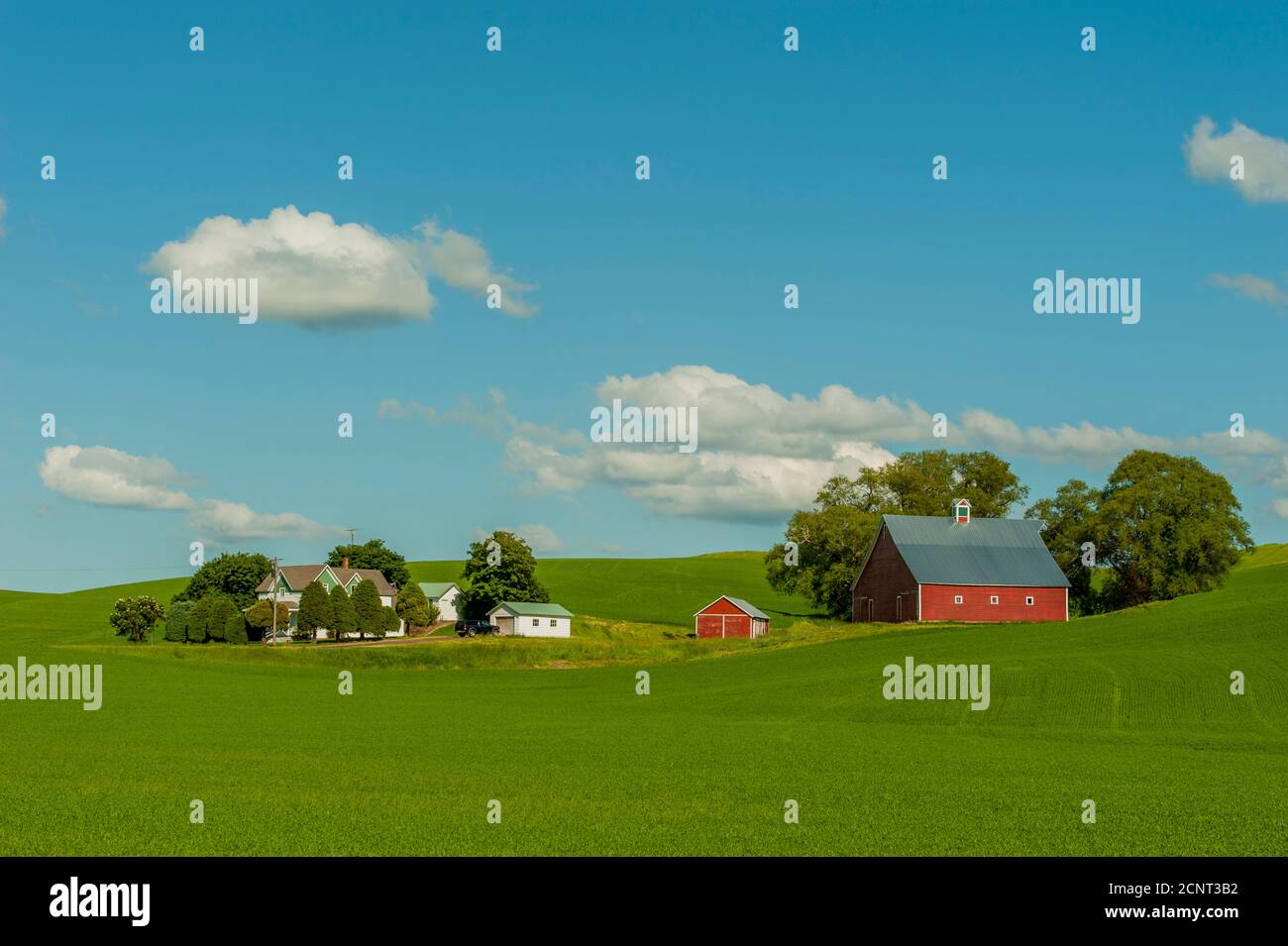 A farm with a red barn in a wheat field in the Palouse Country near Moscow, Idaho, USA. Stock Photo