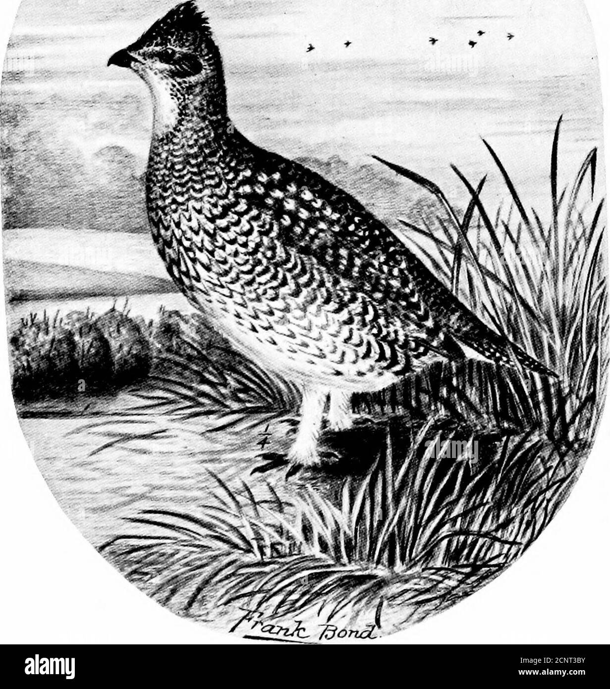 . The birds of Wyoming . BONASA UMBELLUS UMBELLOIDES. Gray Ruffed Grouse.. PEDIOC/ETES PHASIANELLUS CAMPESTRIS. Prairie Sharp-tailed Grouse. The Birds of Wyoming. f)5 common. While climbing Cloud Peak in 1897 I found thesebirds at an elevation of 11,500 feet, in localities where there Was little vegetation and apparently nothing for them to eat. Coues reports this variety from the Yellowstone river and the Wind River mountains. Grinnell reports them from the Yel- Wstone Park. 300a, Bpnasa umbellus togata (Linn.).^ Canadian Ruffed Grouse.jr ^iesident and common in northeastern Wyoming along the Stock Photo