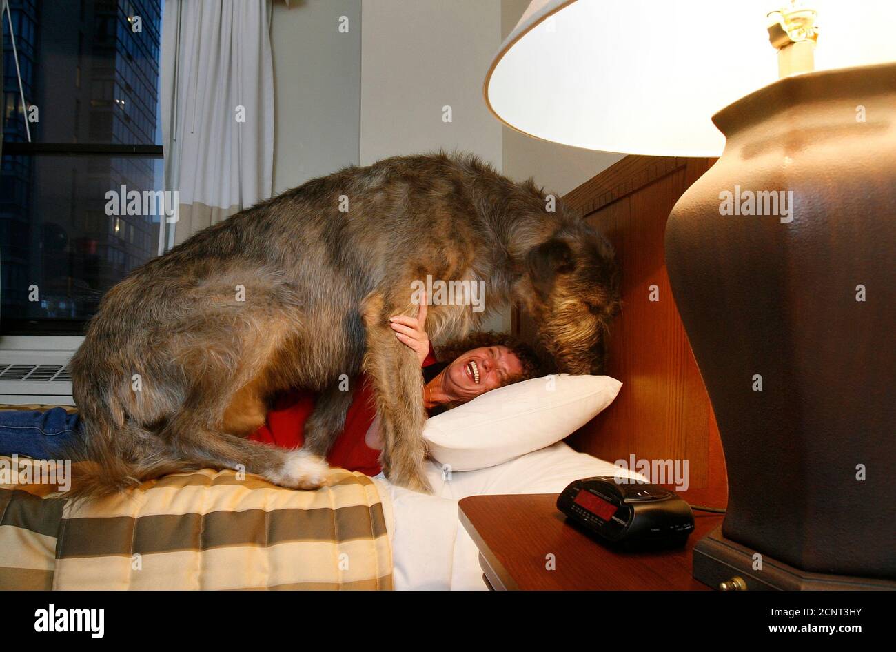 Dakota, an Irish Wolfhound, jumps on the bed of Susan Doersam at the Hotel Pennsylvania in New York February 9, 2008. Dakota is taking part in the Westminster Kennel Club Dog Show, which begins next week. REUTERS/Carlo Allegri  (UNITED STATES) Stock Photo