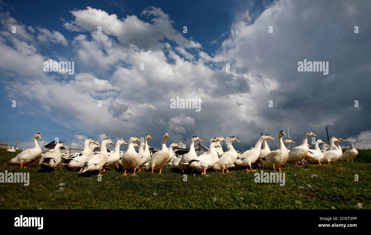 Ferme foie gras hires stock photography and images Alamy