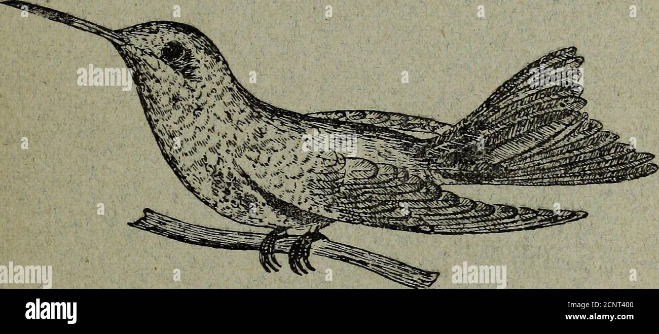 . The Humming bird . Shaw 202 Melopsittacus undulatus, 203 Pezoporus formosus,Lath. 204 Stringops habroptilus, G.R. 205 greyi, G.R. Conurus mitratus, T.Chrysotis salvini, Salv. .. PITTIDAE. 206 Hydrornis nipalensis, Hodgs. 207 Gigantipitta caerulea, Rafl. 208 Pitta maxima, Mull.209211212213214 215216217218219220221222223224 Sparm. Shaw — cyanoptera, T. — megarhyncha, Schl. — brachyura, L. — strepitans, T. — granatina, T. — coccinea, Eyt. .. — arcuata, Gould (imperfect) — erythrogastra, Tern. — celebensis, West — mackloti, and Var., T. — atricapilla, Briss. .. — muelleri, Bp. — novoe guineae, M Stock Photo