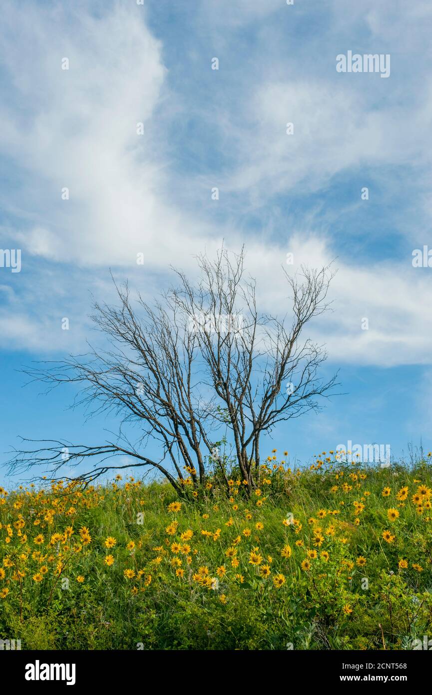 Arnica flowers with a dead tree in the background in small remaining patch of original prairie in Whitman County in the Palouse, Eastern Washington St Stock Photo