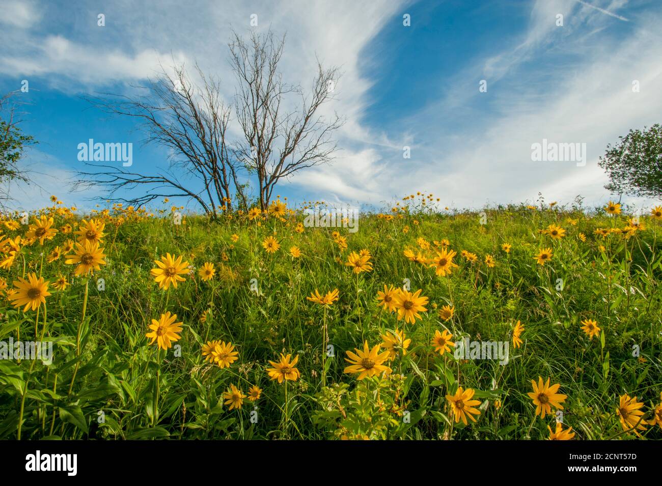 Arnica flowers with a dead tree in the background in small remaining patch of original prairie in Whitman County in the Palouse, Eastern Washington St Stock Photo
