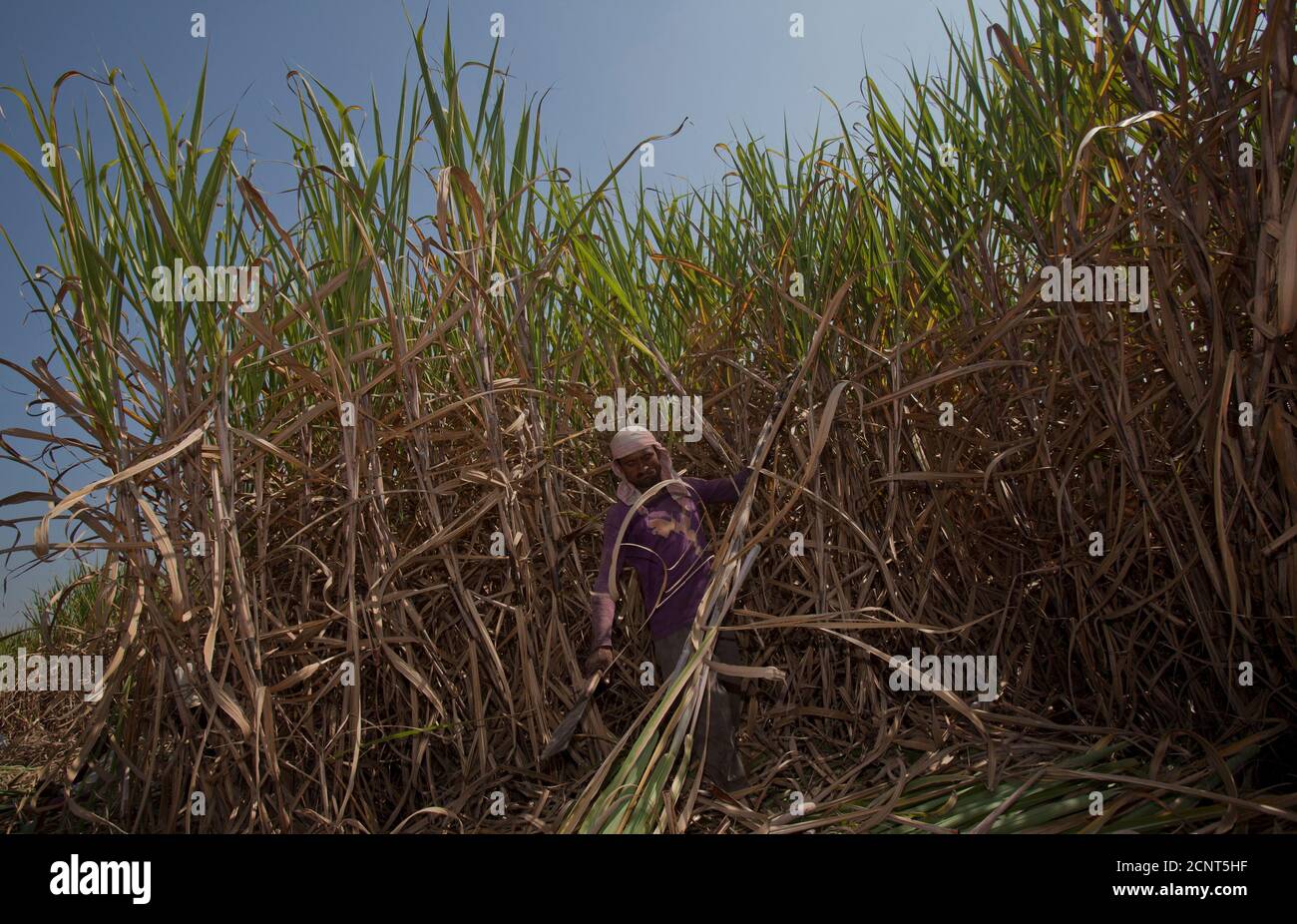 A manual labourer cuts stalks of sugarcane before they are taken to a factory near the village of Umraj, about 285km (177 miles) south of Mumbai, December 5, 2011. Farmers are buying new tools and machines as they try to cope with a labour shortage triggered by government policies aimed at promoting non-agricultural work. To match Insight INDIA-FARM/MECHANISATION REUTERS/Vivek Prakash (INDIA - Tags: BUSINESS AGRICULTURE) Stock Photo