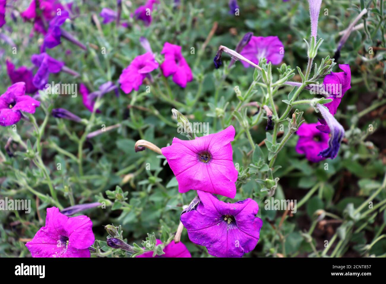 Beautiful nature backdrop. Pink flowers field background Stock Photo