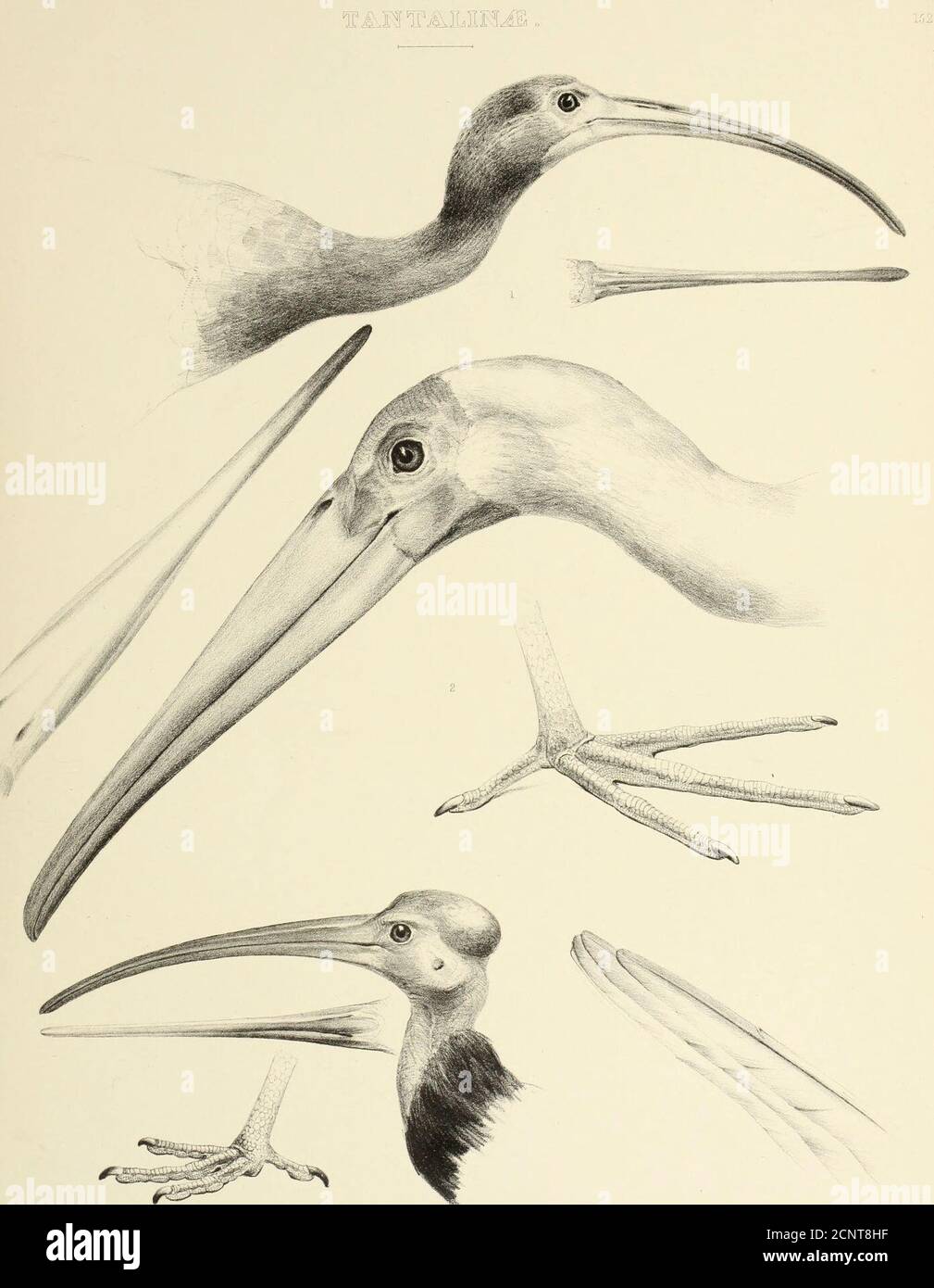 . The genera of birds : comprising their generic characters, a notice of the habits of the genus, and an extensive list of species referred to their several genera . HAHCAN IVERSITYMA USA. S Printer iTBiOlmaudel Jfc Walton. ■Wolf del eUiih 1 IBIS ruler. 2. TANTALUS leucocepJaalus. 3. G-EROWTICUS callus. MCZ LIBRARYHARV CAMBRIDGE. MA I Order VII. GRALLiE. The third Family, SCOLOPACIDtE, or Snipes, have the Bill generally long, slender, curved or straight throughout its length, with the sidescompressed and grooved to the tip, which is obtuse ; the Nostrils basal, longitudinal, closed by amembran Stock Photo