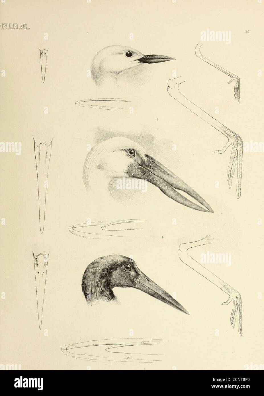 . The genera of birds : comprising their generic characters, a notice of the habits of the genus, and an extensive list of species referred to their several genera . 1.LEPT0PTILUS argala. 2. MYCTERIA. senegalensis. Printed, by HuUmimdtl Jt Walton 3 DROMAS ardeola. 4. ANAS TOM US oscLtans. 5- ClCONIA Abdimi. fkRY y/ERSlTYslA USA Order II. GRALL/E. Family II. Aiweidje. The fifth Subfamily, TANTALINiE, or Ibises, have the Bill lengthened, more or less slender, and curved throughout its length; the sides graduallycompressed to the tip, which is obtuse; the Nostrils lateral, and sometimes placed in Stock Photo