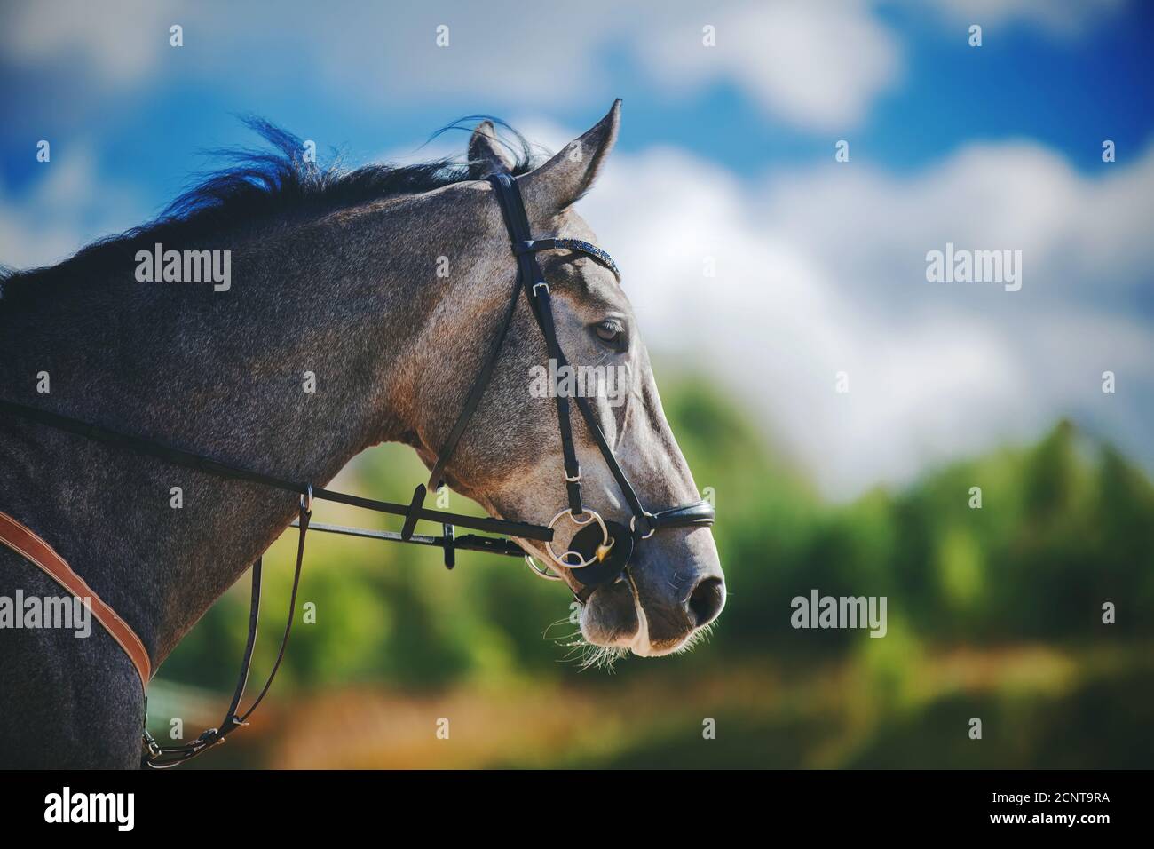 A beautiful grey horse with a dark mane and bridle on its muzzle is  galloping fast against the sky with clouds on a Sunny summer day. Freedom  Stock Photo - Alamy