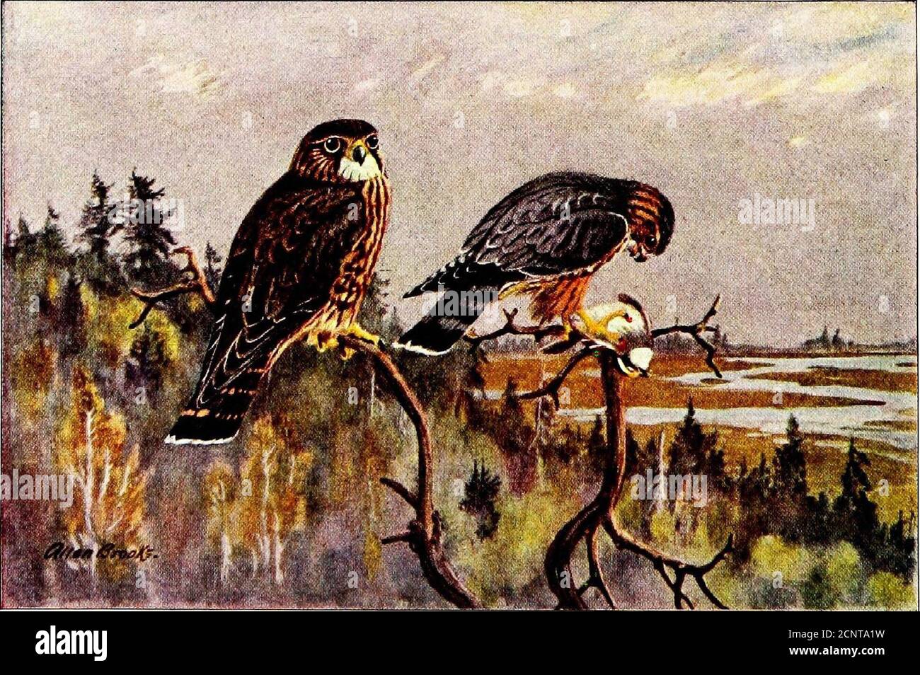. Falconry, the sport of kings . ) National Geoffraphii. Society raphii. Society , - a Ulipcr; male (ri,!L,hl)female in nesting- hole X , (A^aK* ^sn« Sv^WiVvXvi-£S Nov ^-H-vK^I ^ V)cw. &gt;aeV ^eV ^^i^-^ ISV [( ! tinp silh natural size An Stock Photo