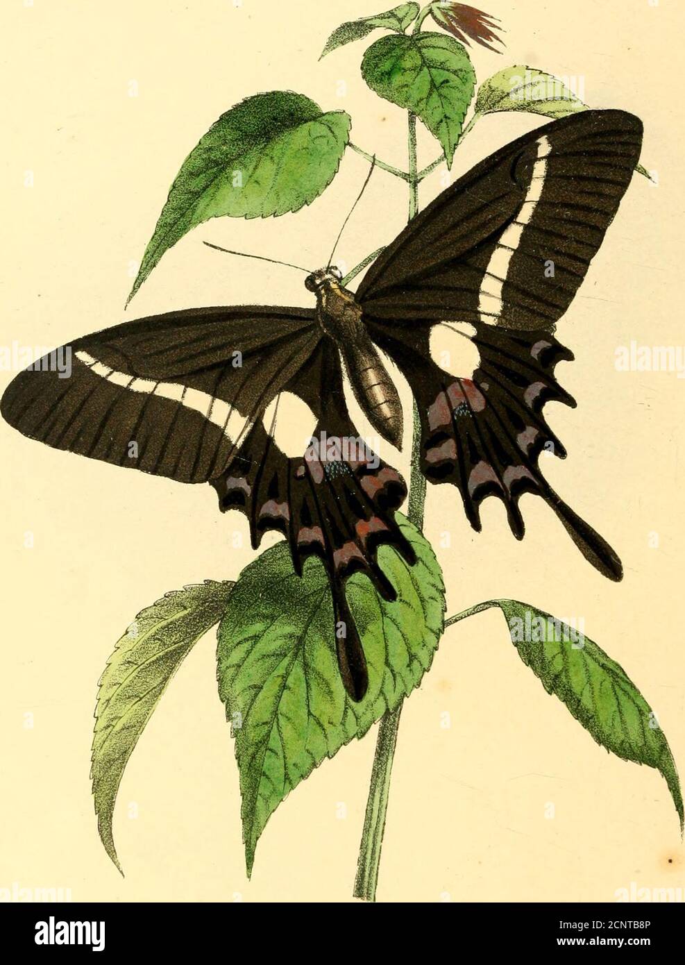 . Zoological illustrations, or, Original figures and descriptions of new, rare, or interesting animals, selected chiefly from the classes of ornithology, entomology, and conchology, and arranged according to their apparent affinities . Butterfly from anyother country than China, although it appears that Generalliardwicke lias met with it in British India, and hascommunicated a valuable drawing* of the larva and pupa toDr. Horsfield, in whose interesting work it is engraved.To tlmt plate we must refer the entomologist who wishesto understand the previous states of this insect; while itsgeneral Stock Photo