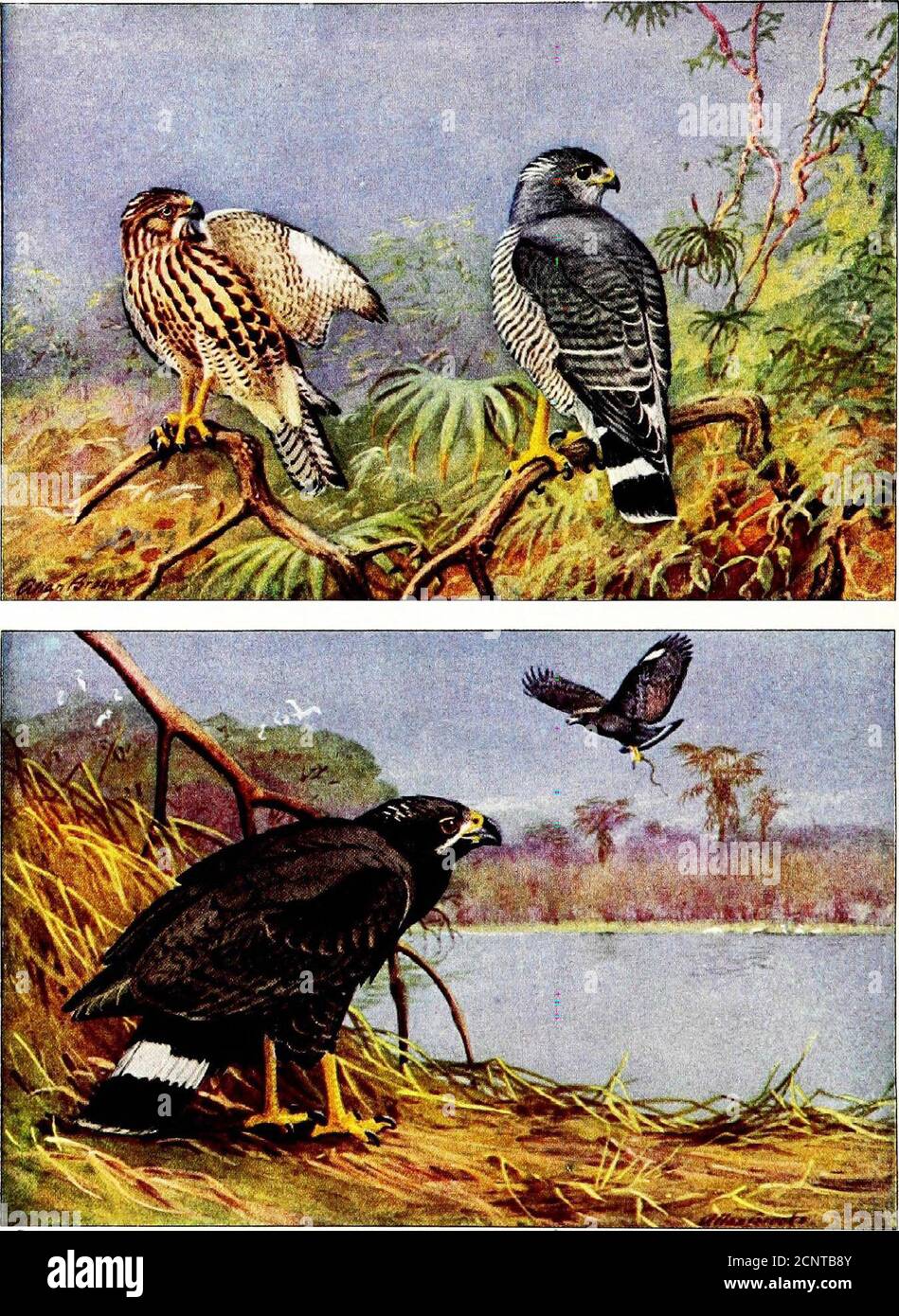 . Falconry, the sport of kings . ) NatioTial (/eoi^Taphic Society ^Mfii«eiW&lt;j ROUGH-LEGGED HAWK Upper; ordinary light phase; adult perched, immature flying u V^ ^c.Ti.M YieV??Vax- as posStVAc Vc&lt;-A^J^r^J■(v^a^^^fl,. (z.srxA WeVn , tV% tV&gt; CO V)raa«- ^ okOj^^e -b&lt;y &lt; ntss IX THE NATIONAL GEOGRAPHIC MAGAZINE. © Nation d r,.,,^i iphii bu. ili MEXICAN GOSHAWKUpper; adult (right), immature (left) Thcbt. li^uicb aiL ippuxiinatLK cin. s^, mth natural sizeMEXICAN BLACK HAWKLower ; adulty perched and flying X EAGLES, HAWKS, AND VULTURES 83 MEXICAN GOSHAWK (Asturina plagiata plagiata Stock Photo