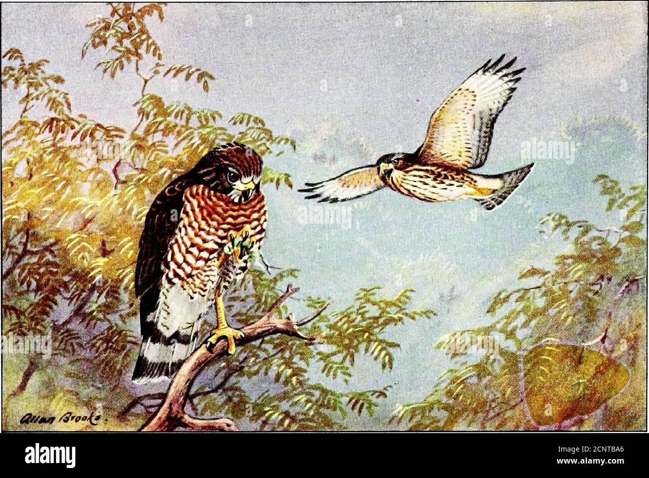 . Falconry, the sport of kings . RED-TAILED HAWK V Upper; ndults perched and flying above, immature bird flying-at left , i Approximate!; uiil sl Liilh iiauiral 3ueRED-SHOULDERED HAWK Lower; adult (left),[1 iinmature bird (right) ^C.Kh V^.iS SbV Cv,Vit , nci . WiU VII ^^^^^^ 4- THE NATIONAL GEOGRAPHIC MAGAZINE. V- ,V i/ / Stock Photo