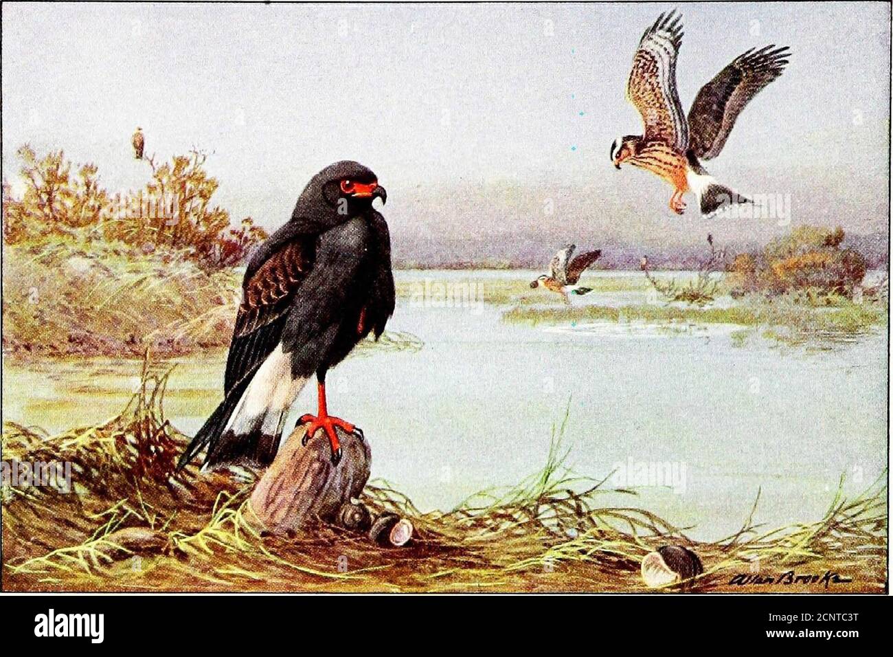 . Falconry, the sport of kings . ) National Geographic Society Approximately oiic-cighth natural size SWALLOW-TAILED KITEPerched and flying adults, aboveWHITE-TAILED KITE MISSISSIPPI KITE On ground at left Perched at right and flying in distance III THE NATIONAL GEOGRAPHIC MAGAZINE. Stock Photo