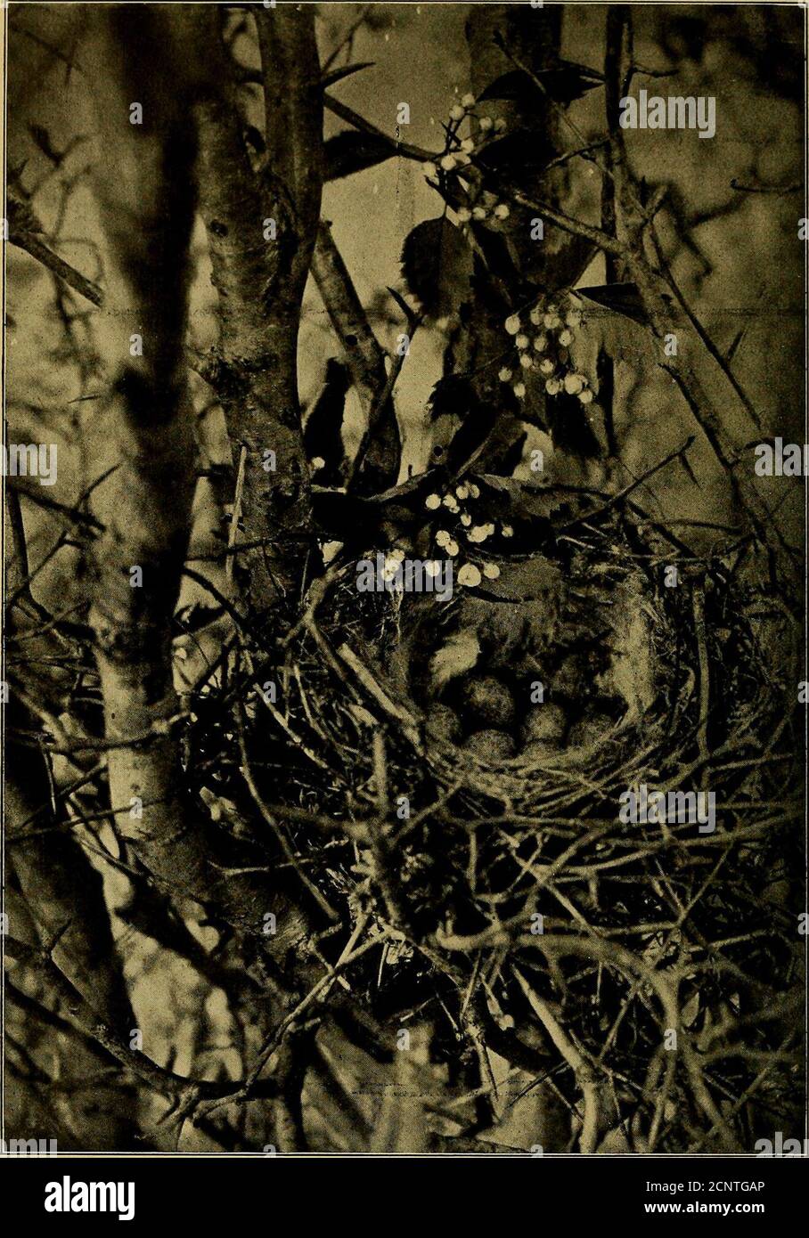 American Bird Magazine Ornithology Nion School Johnsbury Vt 2nd George F Granger Cobbet School Lynn Mass 3rd Elizabeth A Paul Kimball School North Andover Mass We Had Pictures Sent In