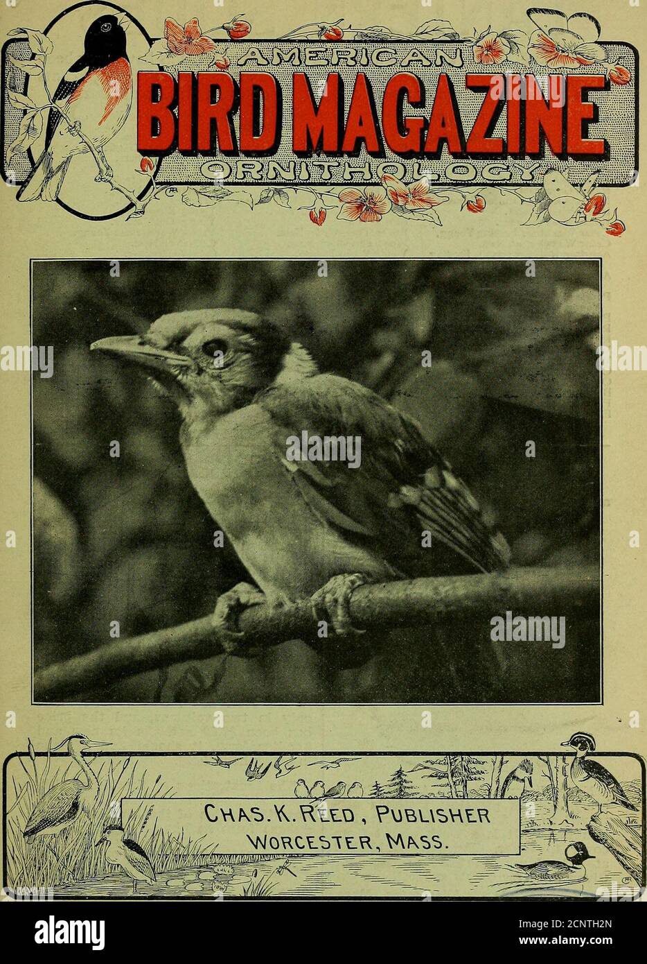 . American bird magazine, ornithology . ;A^ Vol. 6, No. 3. MARCH, 1906. 10c a copy, $1 a year.. Entered at the Post Office at Worcester, Mass., as second-class/OiatteF, Jan iWwOl. otm Mii$e«** LANTERN SLIDES We have listed below as fine a list of slides of birds as have ever beenoffered. Every one of them is photographed directly from life. 50 centseach, ^5.00 per dozen or finely colored, $1.00 each, ;^ 10.00 per dozen. Chippy Family (6 Chipping Spar-rows) . Preparing Breakfast (6 ChippingSparrows.) Woodcoclc on Nest. Nest and Eggs of Woodcock Three Young Woodcock. Ruffed Grouse on Nest. Nest Stock Photo