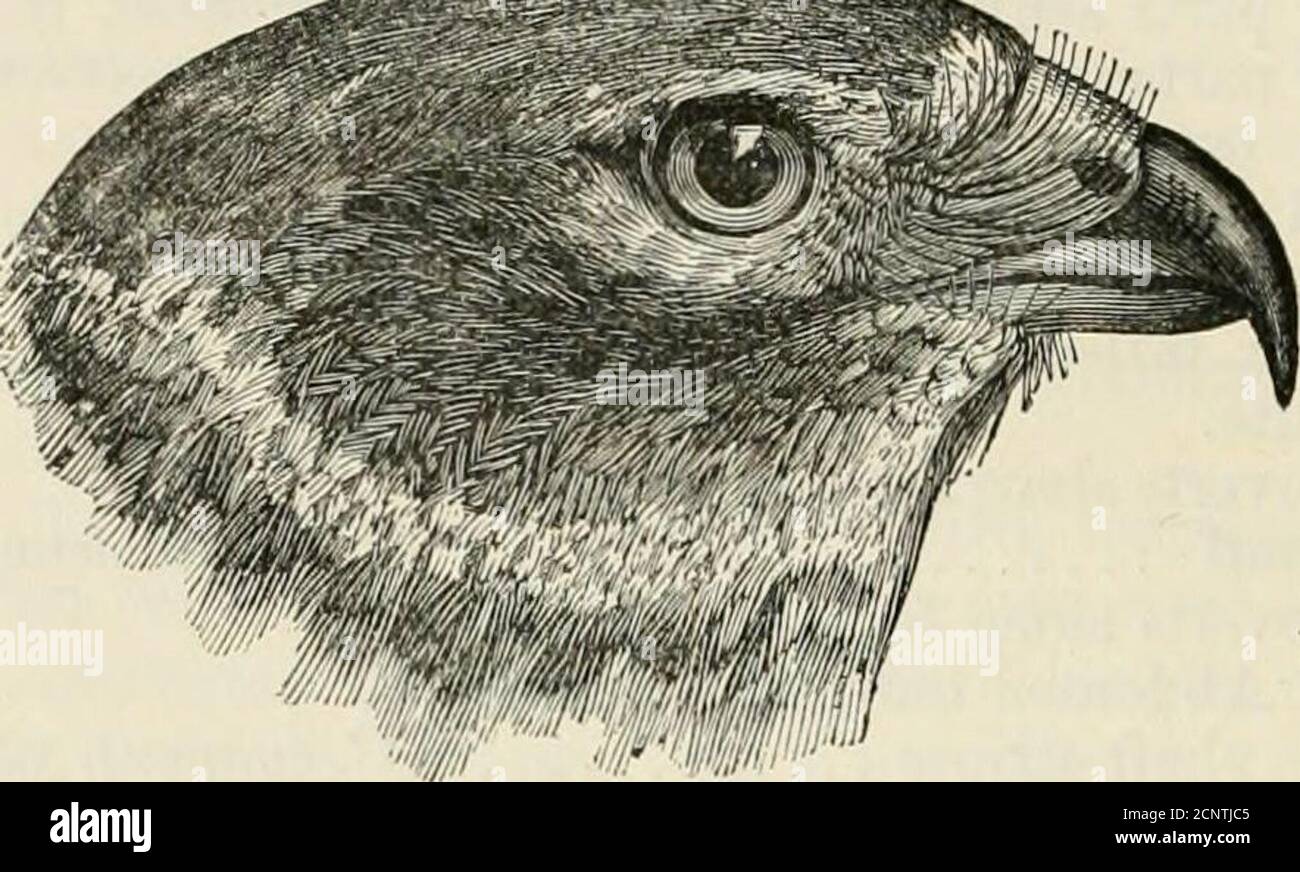 . The fauna of British India, including Ceylon and Burma . Ibis, 1881, p. 43; Scully, ibid. p. 421; Peid, S. F. x, p. 10; Davison, ibid. p. 338 ; Oates, B. B. ii, p. 175 ; Hume, S. F. xi, p. 13 ; Barnes, Birds Bom. p. 45. Dastmal, Girgit Mor, Pattai, H. ; Pandoum, Beng. ; Telia chappa gedda, Pilli gedda, Tel.; Puna prayulu. Tarn.; Kurmlu-goya, TJkussa, Cing. Coloration. Adult mule. Upper parts pale ashy grey, generally,except in very old birds, more or less tinged with brown on the 382 FALCONID^. crown, back, scapulars, and quills ; lores whitish ; forehead andabove and beneath the eye white ; Stock Photo