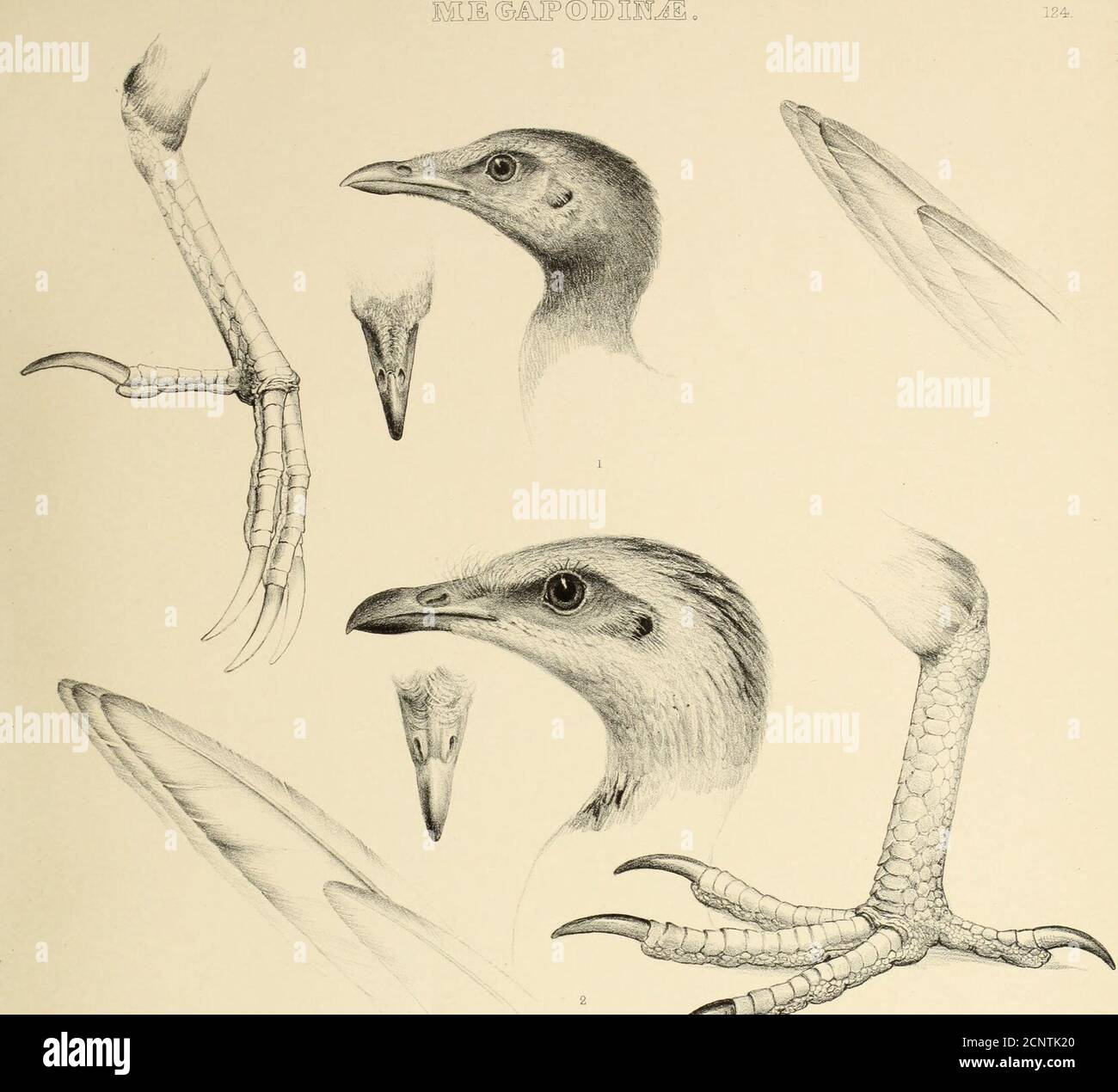 . The genera of birds : comprising their generic characters, a notice ...