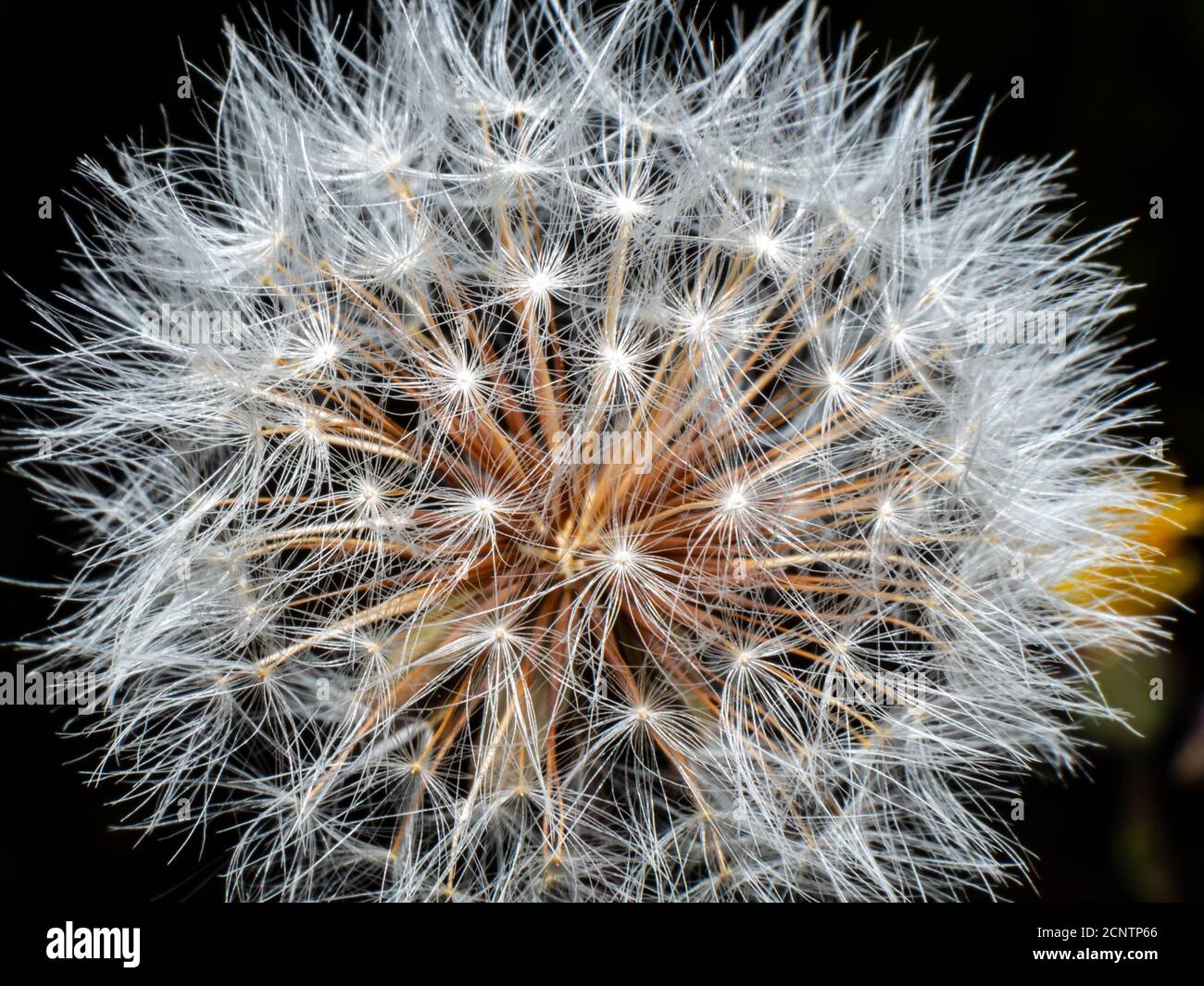 Blooming dandelion before wind close up Stock Photo