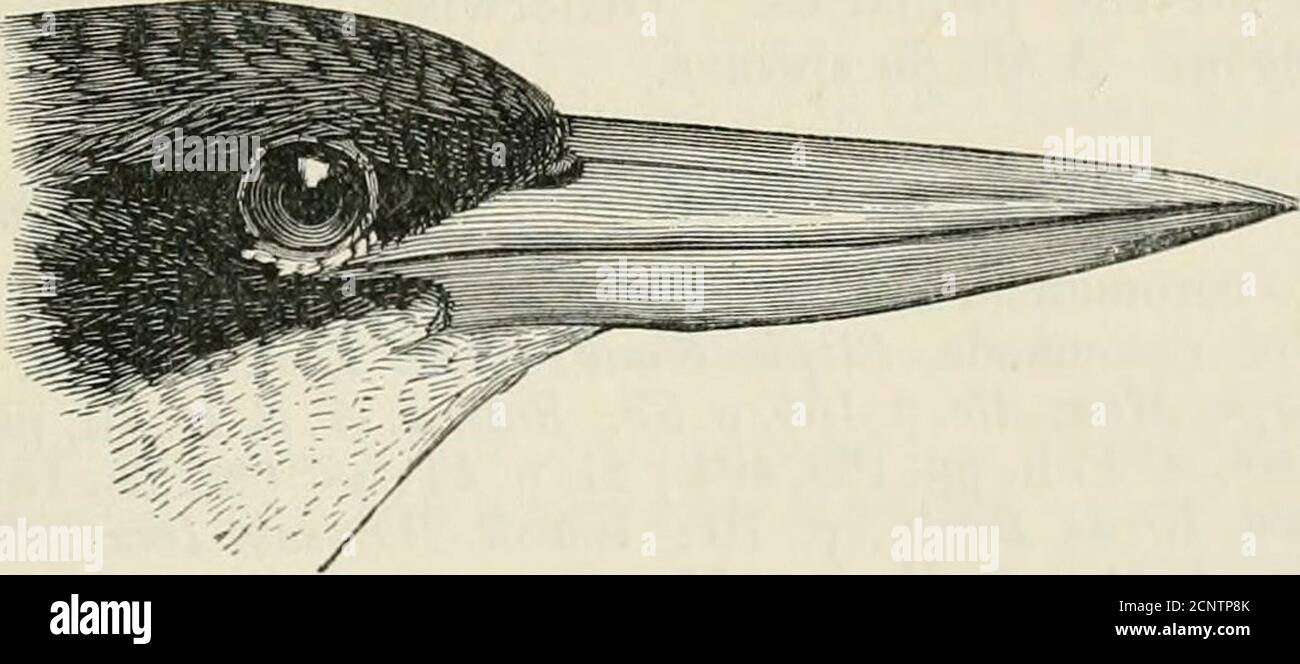 . The fauna of British India, including Ceylon and Burma . Hu77ie, S. F. ii, p. 1(38 ; iv, p. 287. ^ , ^^ „ v v w Halcyon pileata, Sharpe, Man. Ale. p. 169, pi. 62 ; Hume, S. I.n,p. 470; xi, p. 45; id. Cat. no. 130; Annstr. S. F. iV P- -^O^mth If Wald. Birds Burm. p. 70; Wardl.-Rams Ibis ^7,p. 456 iGodw.-Aust. J. A. S. B. xlvii, pt. 2, p 14 -Hume 8f Ba^S. F vi, pp. 74, 499; Lec/ge, Birds Ceyl. ^ 301; ^^^.f^.f:viii, p. 193 ; ix, p. 154 ; Tidal, S. F ix, p. 49 ; Oates,B. B.n,^. 8o ,Barnes, Birds Bom. p. 100; Sharpe, Cat. B. M. xvu, p. 229.The Black-capped Purple Kingfisher, Jerdon.. Fig. 37.—He Stock Photo