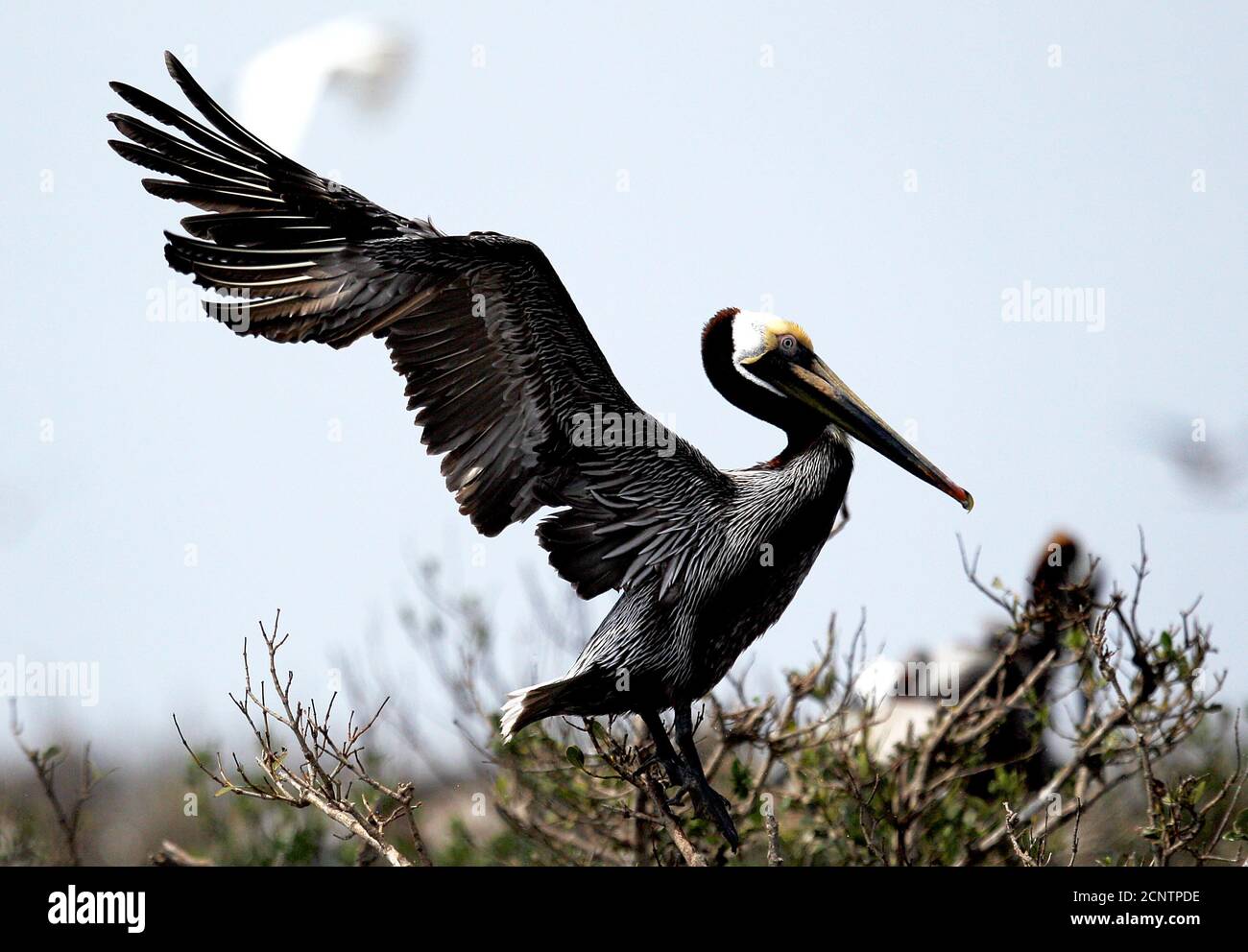 A healthy Brown Pelican spreads its wings at Cat Island in Barataria Bay near Myrtle Grove, Louisiana March 31, 2011. Cat Island was heavily impacted with oil due to the BP oil spill disaster last year. The UK energy giant's well leaked more than 200 million gallons of oil after the Deepwater Horizon drilling rig exploded on April 20 last year, killing 11 workers.     REUTERS/Sean Gardner (UNITED STATES - Tags: ANIMALS DISASTER ENVIRONMENT) Stock Photo