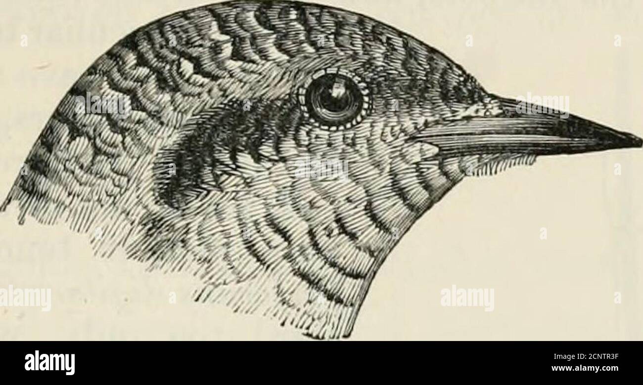 . The fauna of British India, including Ceylon and Burma . p. 303; Stoliczka, J. A. S. B. xxxvii, pt. 2, p. 22; id. S. F. ii, p. 461; Brooks, J.A.S. B. xli, pt. 2, p. 74; Butler, S. F. in, p. 459 ; v, p. 227 ; ix, p. 386 ; Ball, S. F. vii, p. 206 ; Hume, Cat. no. 188 ; Barnes, Birds Bom. p. 120.Jynx torquilla, Bh/fh, Ibis, 1866, pp. 356, 357.lynx tox({va?i, Jiidduljih, Ibis,d&gt;&., p. 49; Scully, ibid. p. 4.30; Oates, B. B. ii, p. 23 ; Hume, S. F. xi, p. 65 ; Hargitt, Cat. B. M. xviii, p. 560; Salvadori, Ann. Mus. Civ. Gen. (2) vii, p. 380; Oates in Hmus N. Sf E. 2nd ed. ii, p. 318; Sharp Stock Photo
