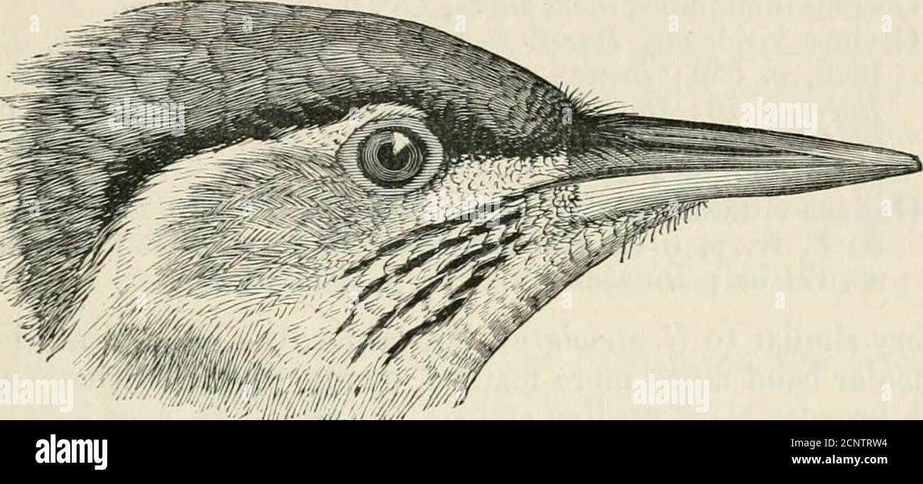 BMP Bird (GEC) BMP Bird (GEC)