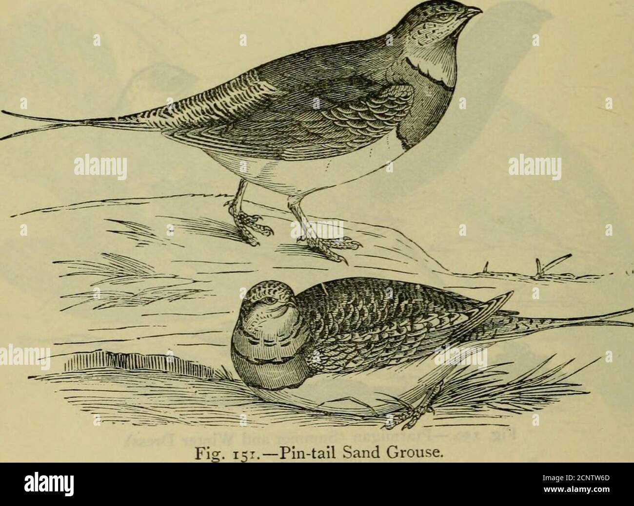 . Reptiles and birds : a popular account of their various orders, with a description of the habits and economy of the most interesting . in-tail Sand Grouse {Fterodes setarius, Fig. 151), a well-known species, annually makes its appearance in Spain and the Southof France ; it is common on the steppes of Southern Russia, Tartary,and Northern Africa. Occasionally it breeds in the Pyrenees. The Heteroclites are characterised by the total absence of theback toe. They are closely allied to the Sand Grouse, and, like them,have pointed wings, and are fond of travelling; but their flight is not 376 RE Stock Photo
