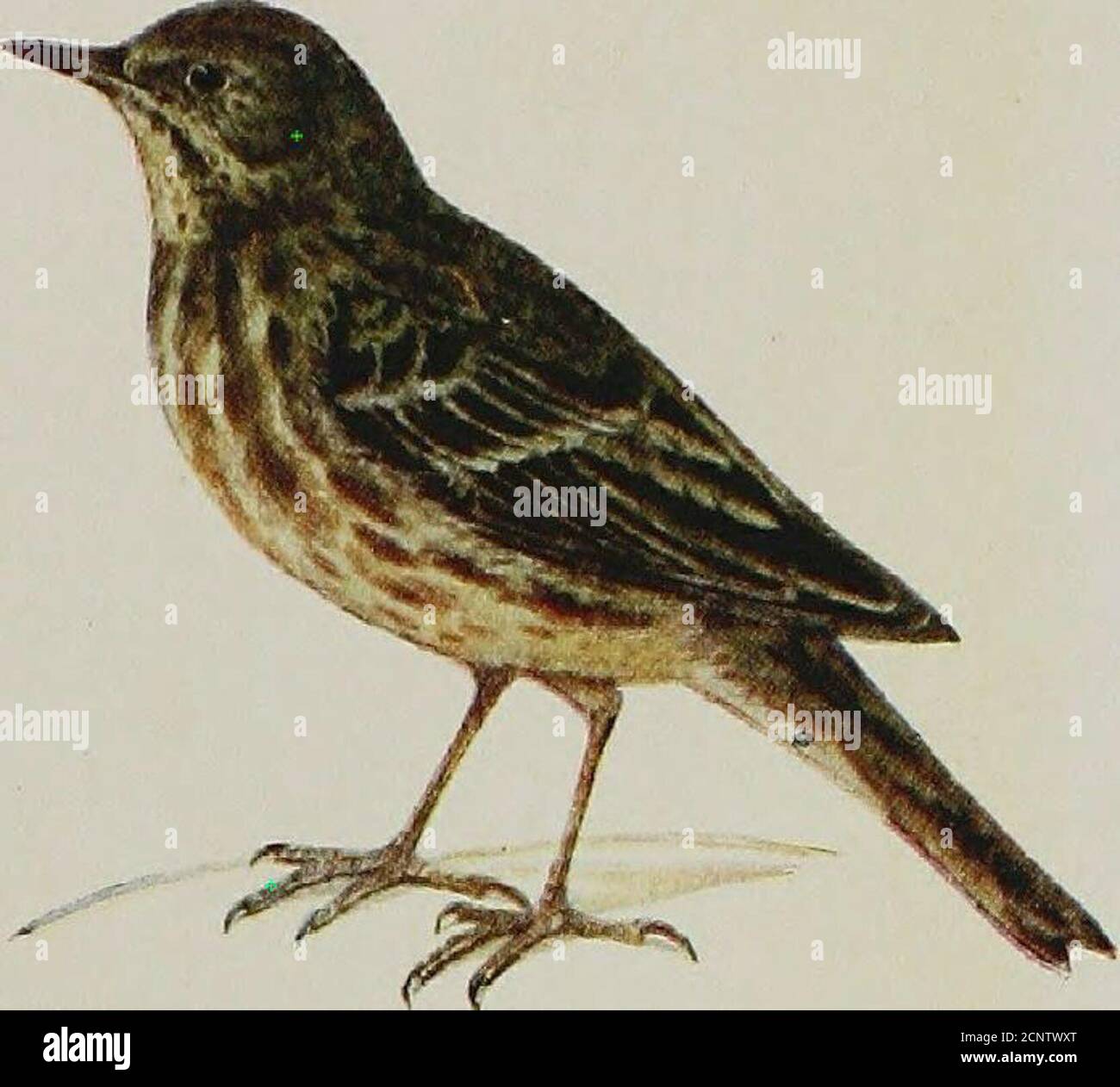 Quivering wings hires stock photography and images Alamy