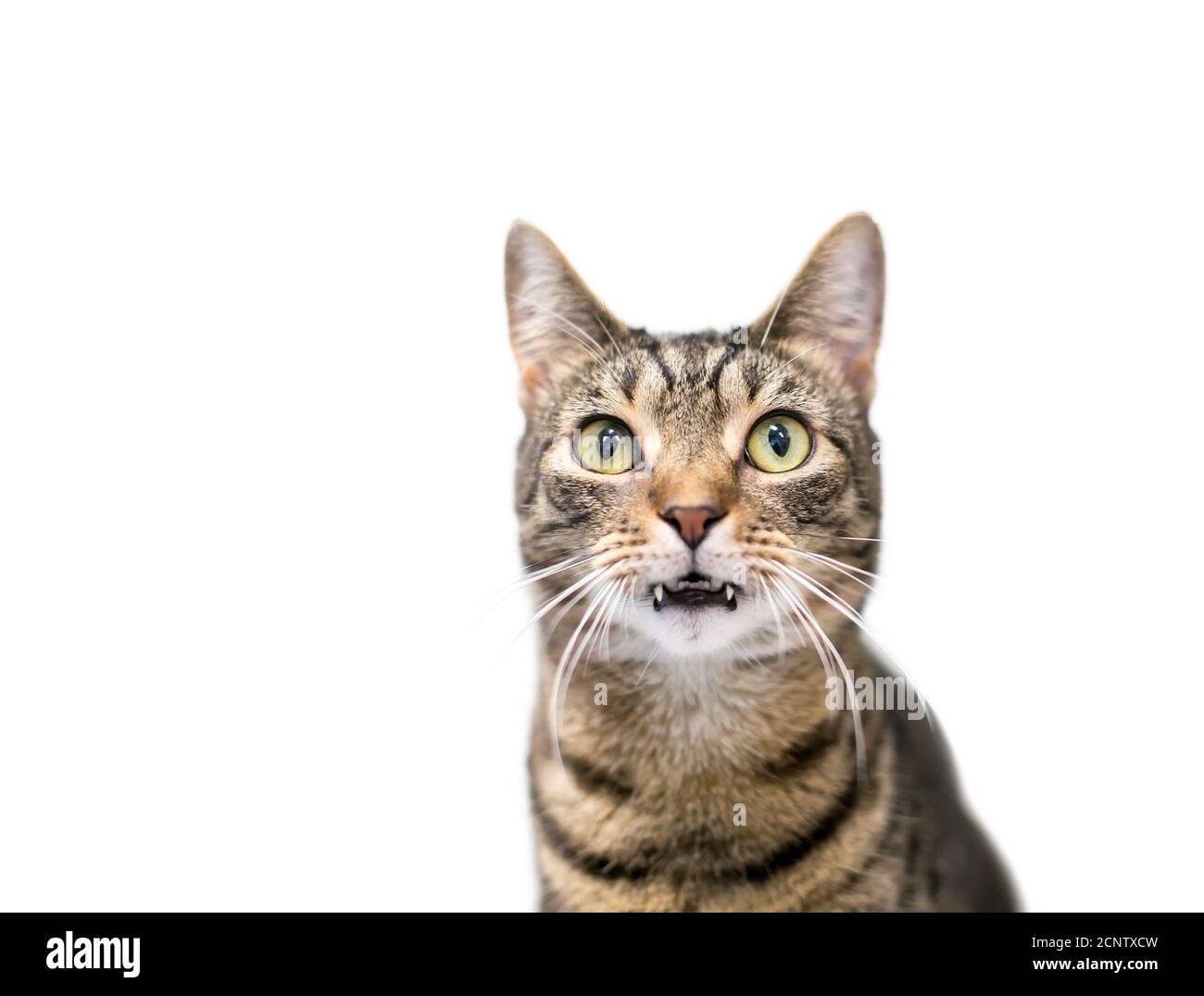 A brown tabby shorthair cat with long fangs Stock Photo