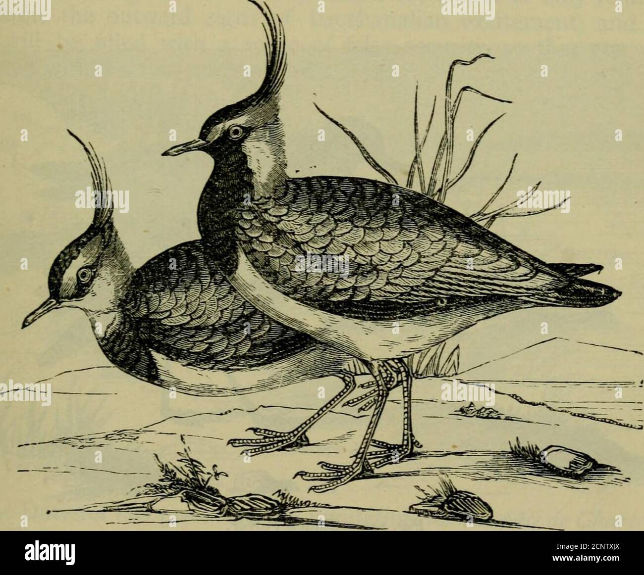 . Reptiles and birds : a popular account of their various orders, with a description of the habits and economy of the most interesting . e two species of this genus, the Lapwing andthe Swiss Lapwing or Squatarole. The Lapwing [Vancfius cristafus, Fig. 140) is about the size of apigeon; its belly is v&gt;hite, and its back black, with a metallic lustre.It is furnished wilh a crest, which coquettishly adorns the back of itshead. It is tolerably abundant in France, but seems more especiallypartial to Holland. The Swiss Lapwing is distinguished from the lastby a lighter-coloured plumage, and by th Stock Photo