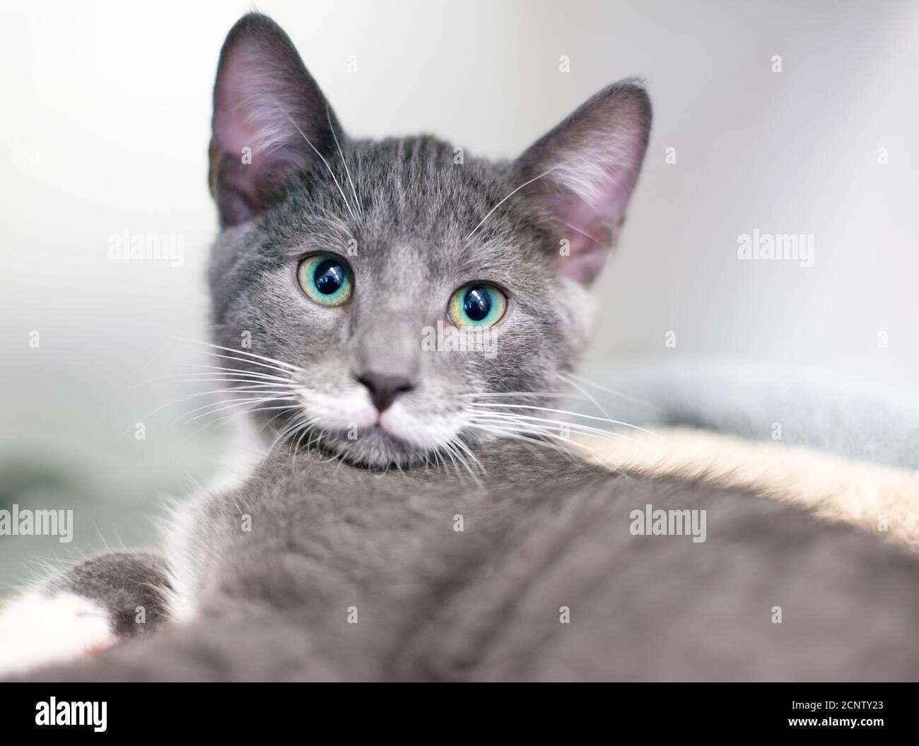 A cute gray and white shorthair kitten with bright green eyes Stock Photo