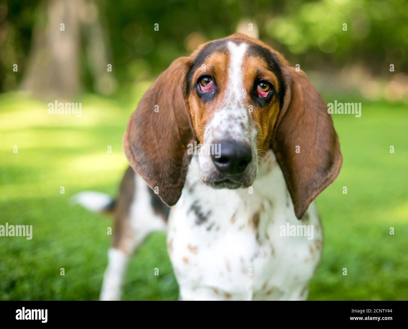 A Bassett Hound dog with ectropion or drooping eyelids Stock Photo