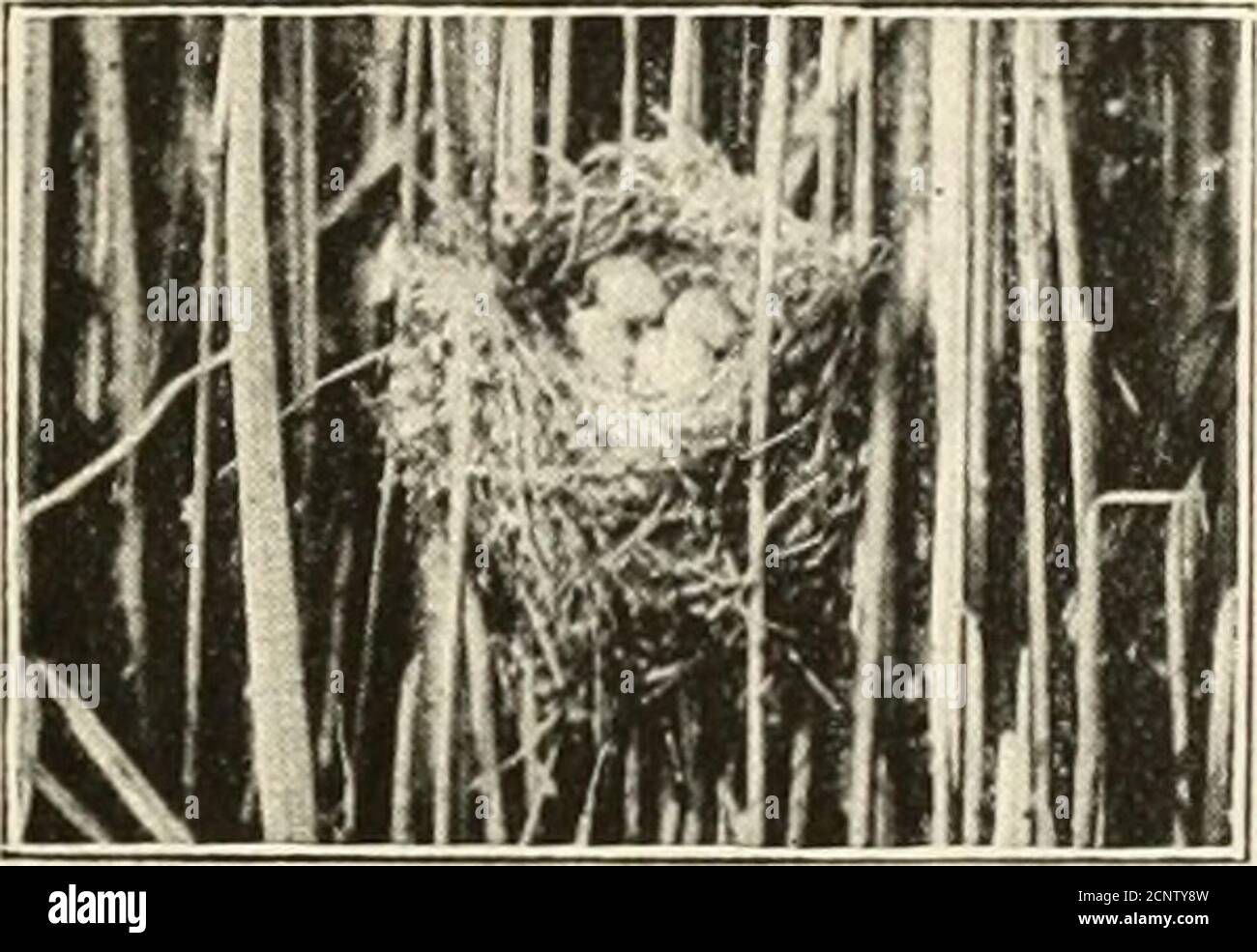 . Birds, beasts and fishes of the Norfolk broadland . the reed-beds far,and when they choose a secluded swamp, are rarely to beseen once their nursery duties have begun ; in short, theykeep to the reeds all summer. The nestlings cannot fly far when they leave the cradle,but climb about the reeds like mice in search of food, mov-ing rapidly through the reeds, or at times nestling togetherupon a reed-spray, making as pretty a little picture as onecould wish for. Should you happen to come upon the fledg-lings in their cradle, they will, like sedge-warblers, run outof their nest and glide away lik Stock Photo
