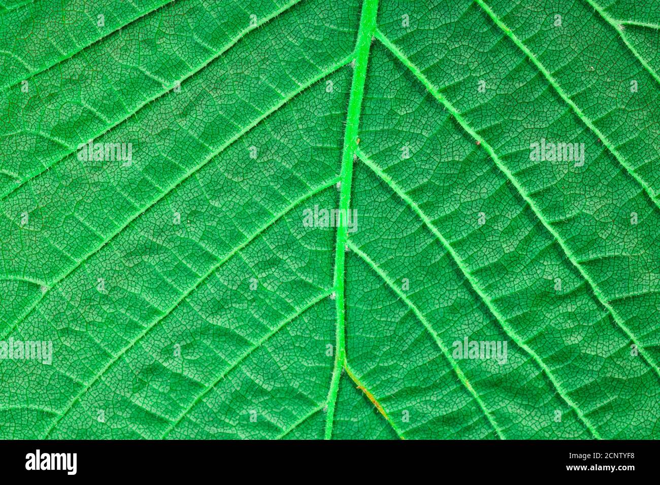 green leaf close up. background for design Stock Photo - Alamy