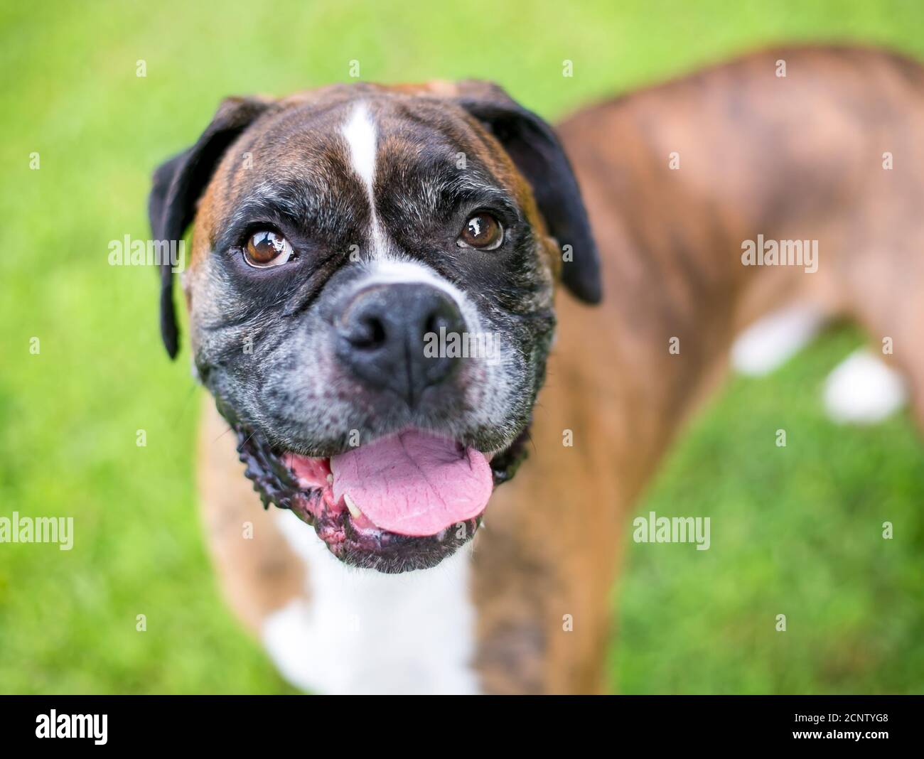 A brindle and white Boxer dog standing outdoors and looking up at the camera Stock Photo
