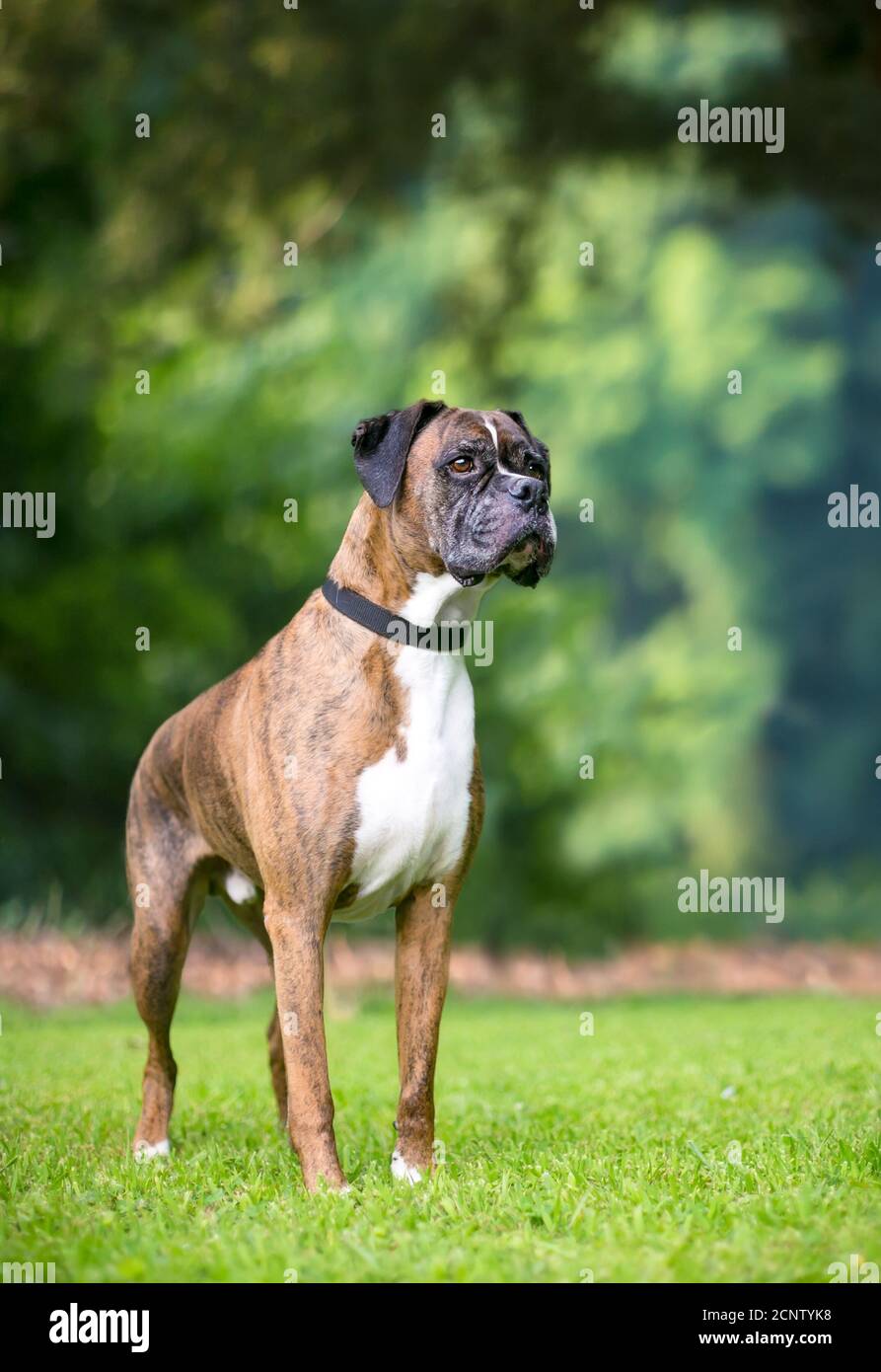 A brindle and white Boxer dog standing outdoors Stock Photo