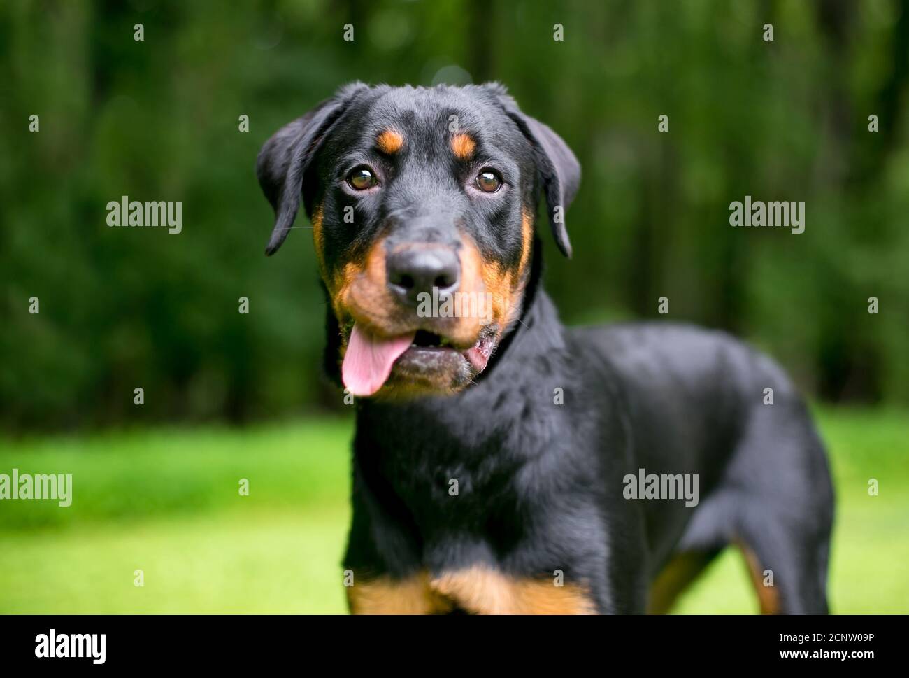 A Rottweiler dog making a funny face with its tongue hanging out of its mouth Stock Photo