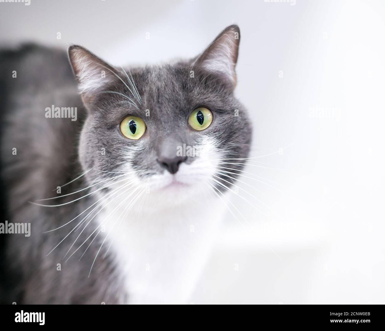A wide-eyed gray and white shorthair cat staring at the camera Stock Photo